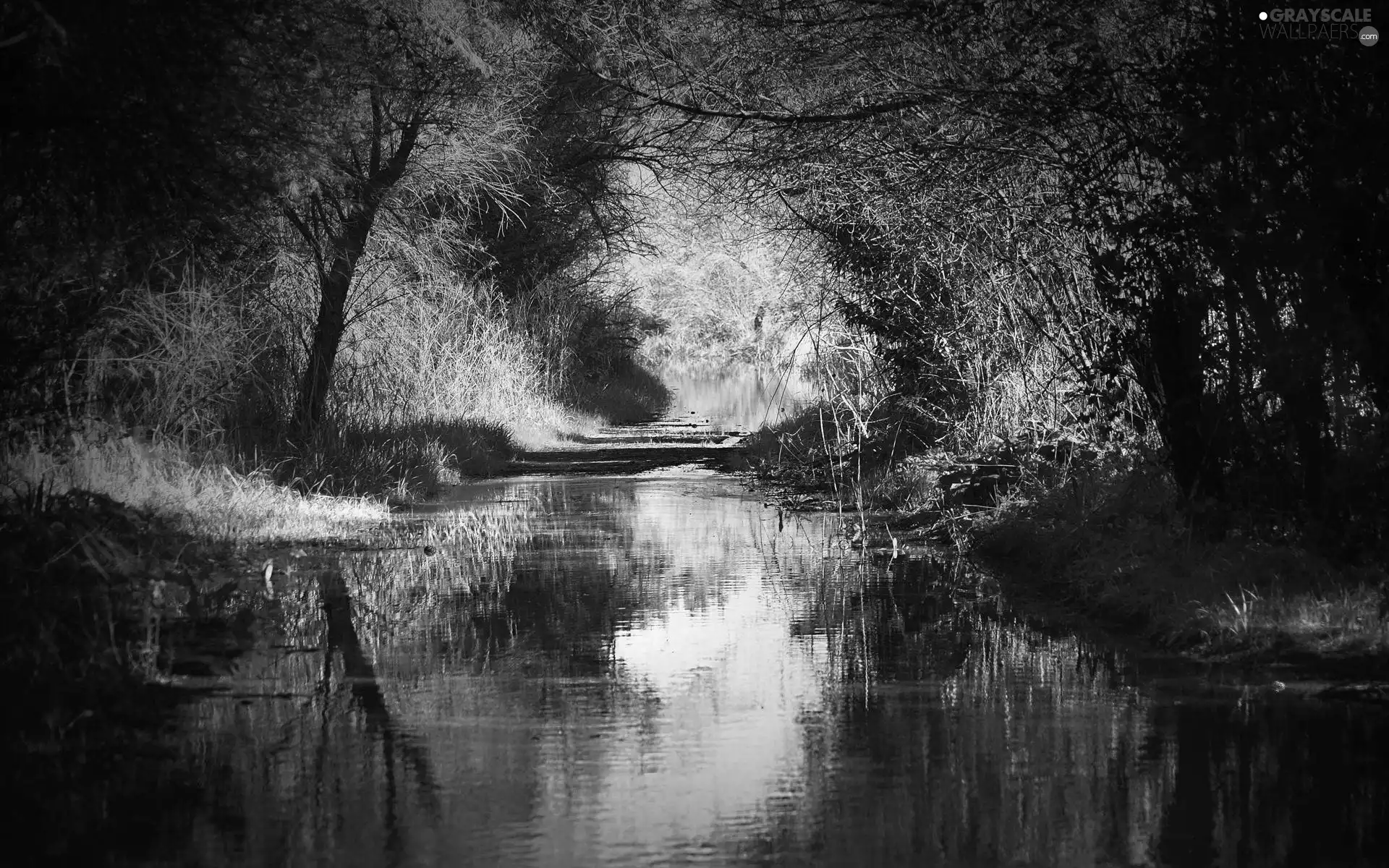 River, forest