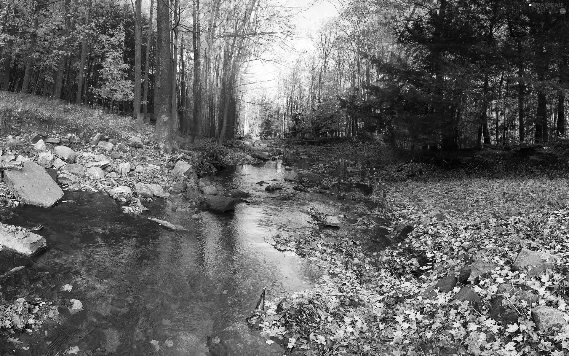 River, forest
