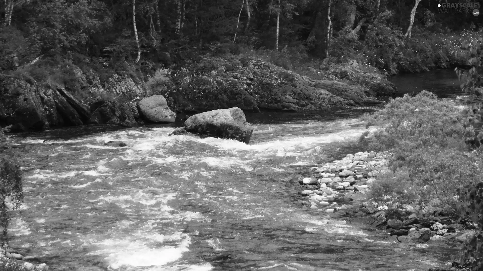 River, rocks, forest, Stones