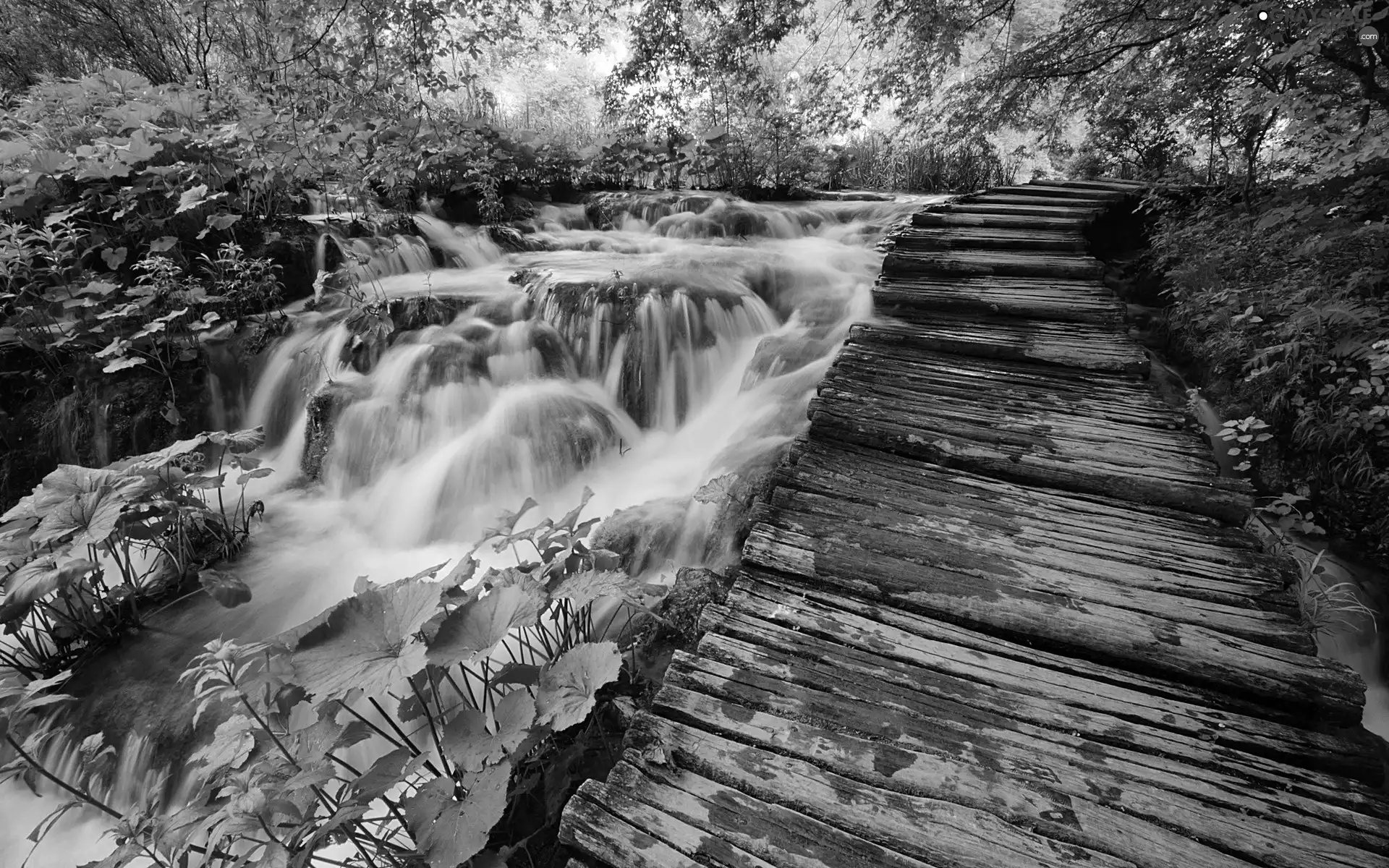 forest, tear, River