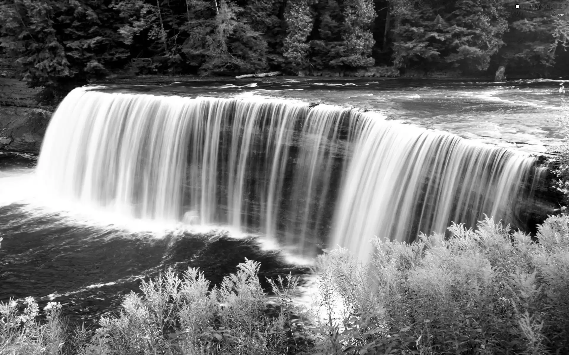forest, waterfall, River