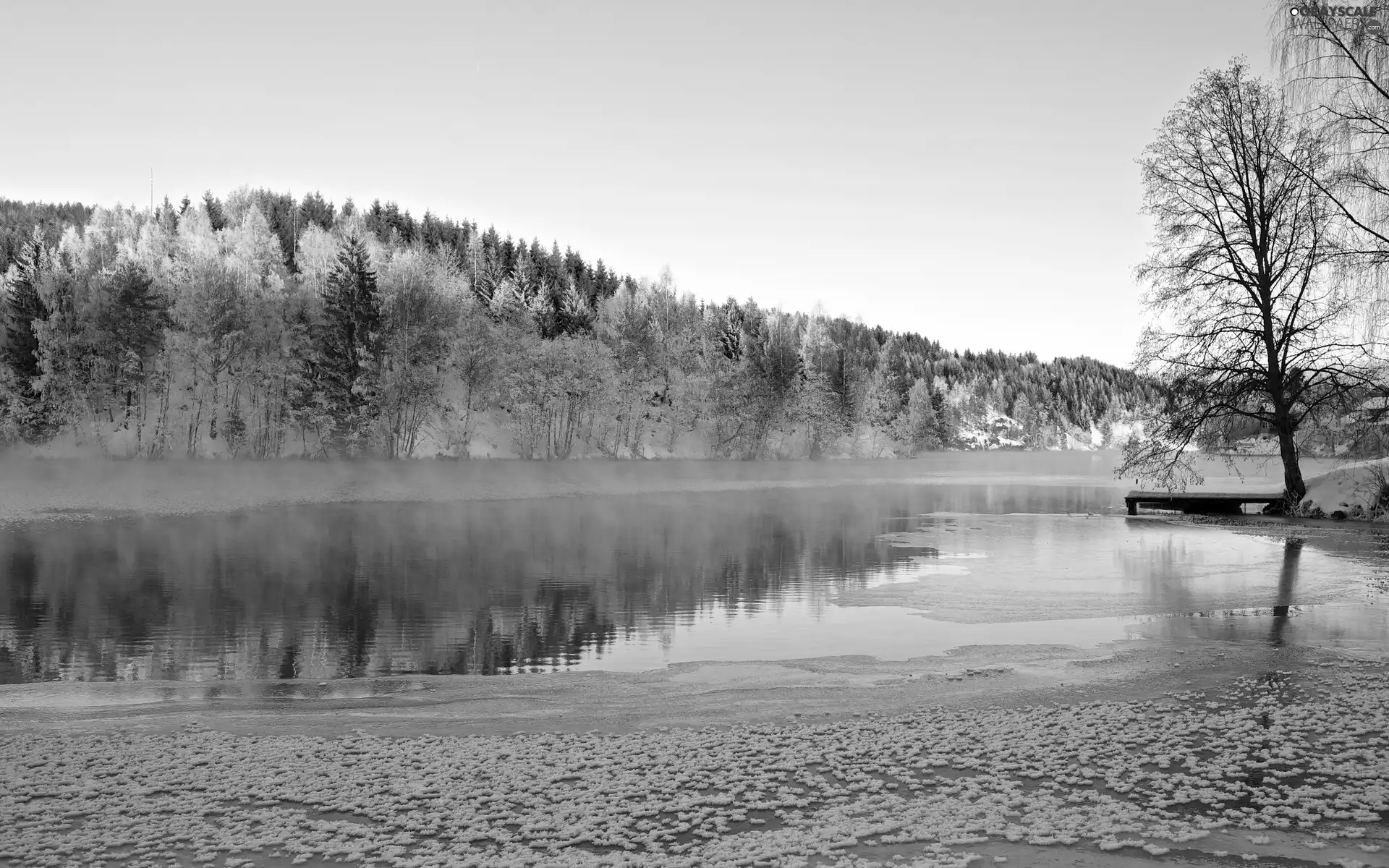 forest, winter, River