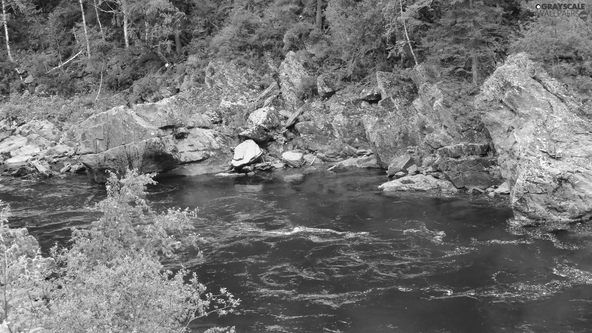 forest, River, rocks