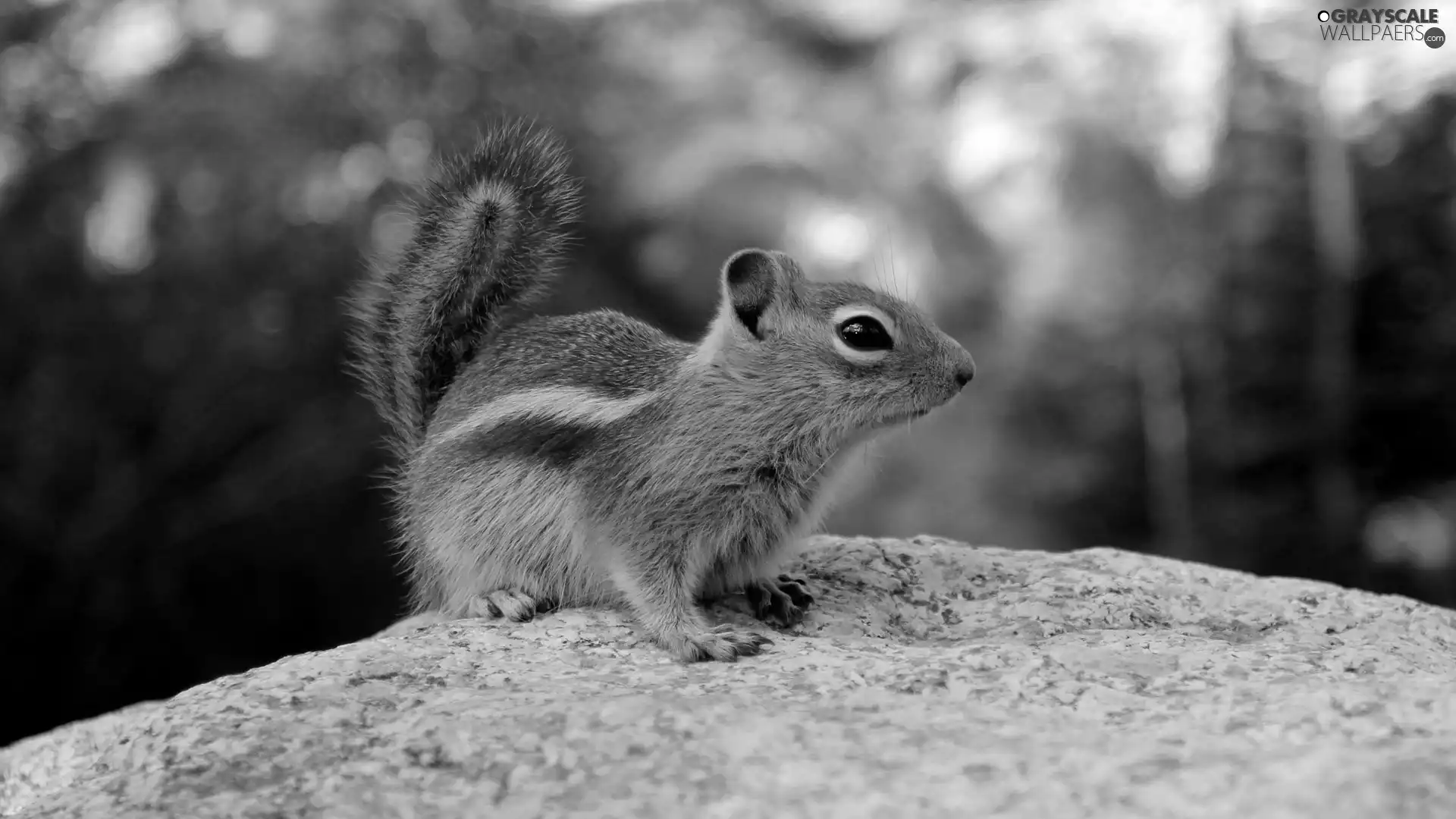 Rocks, forest, squirrel, Spadefoot, Chipmunk