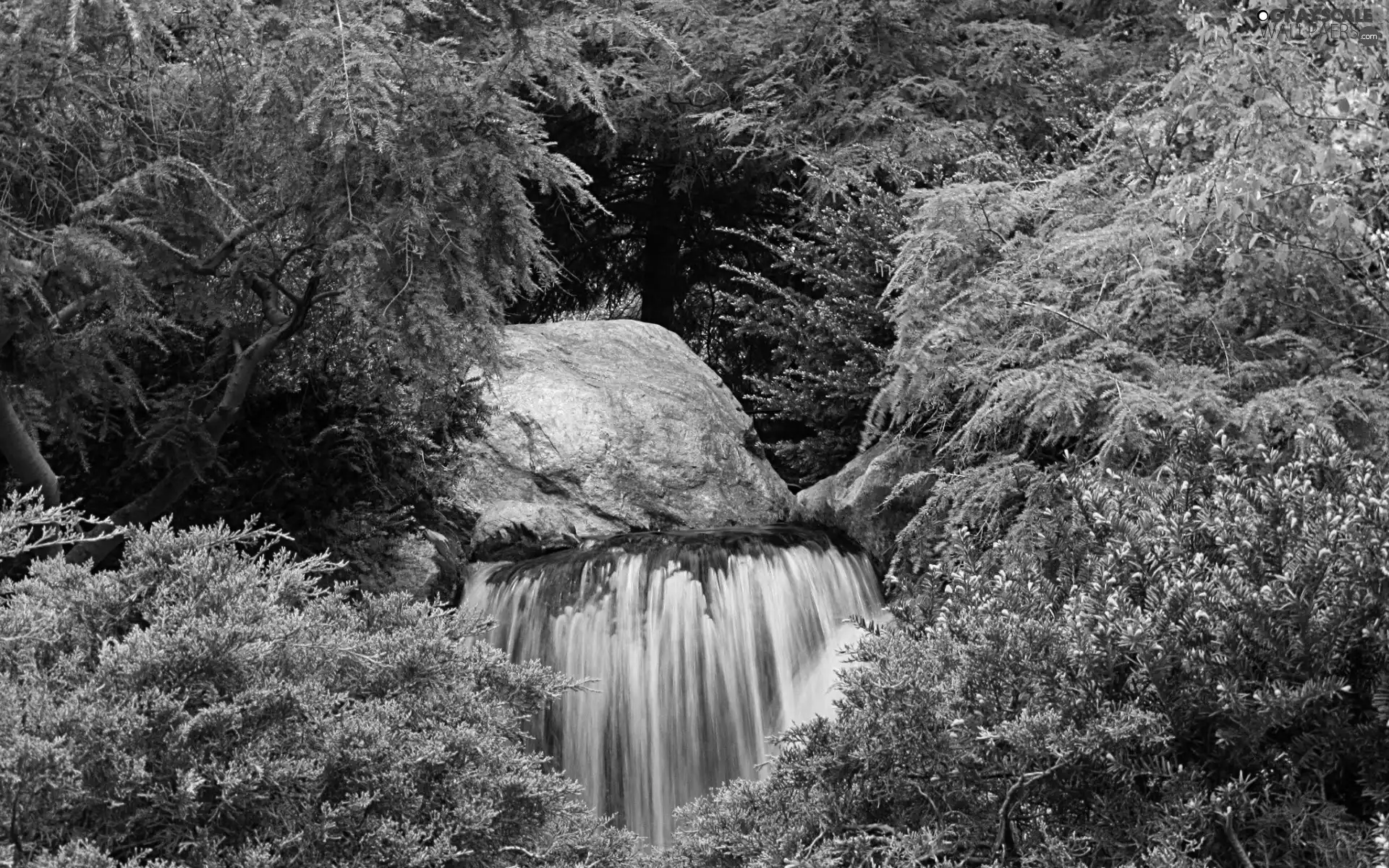 forest, waterfall, rocks