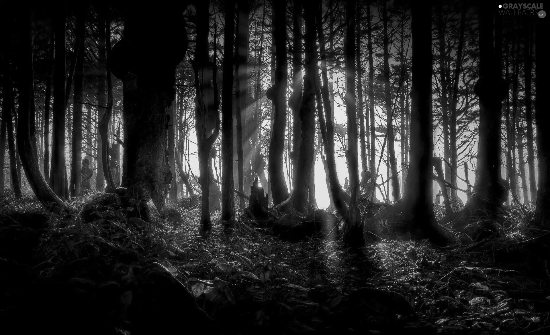 scary, forest