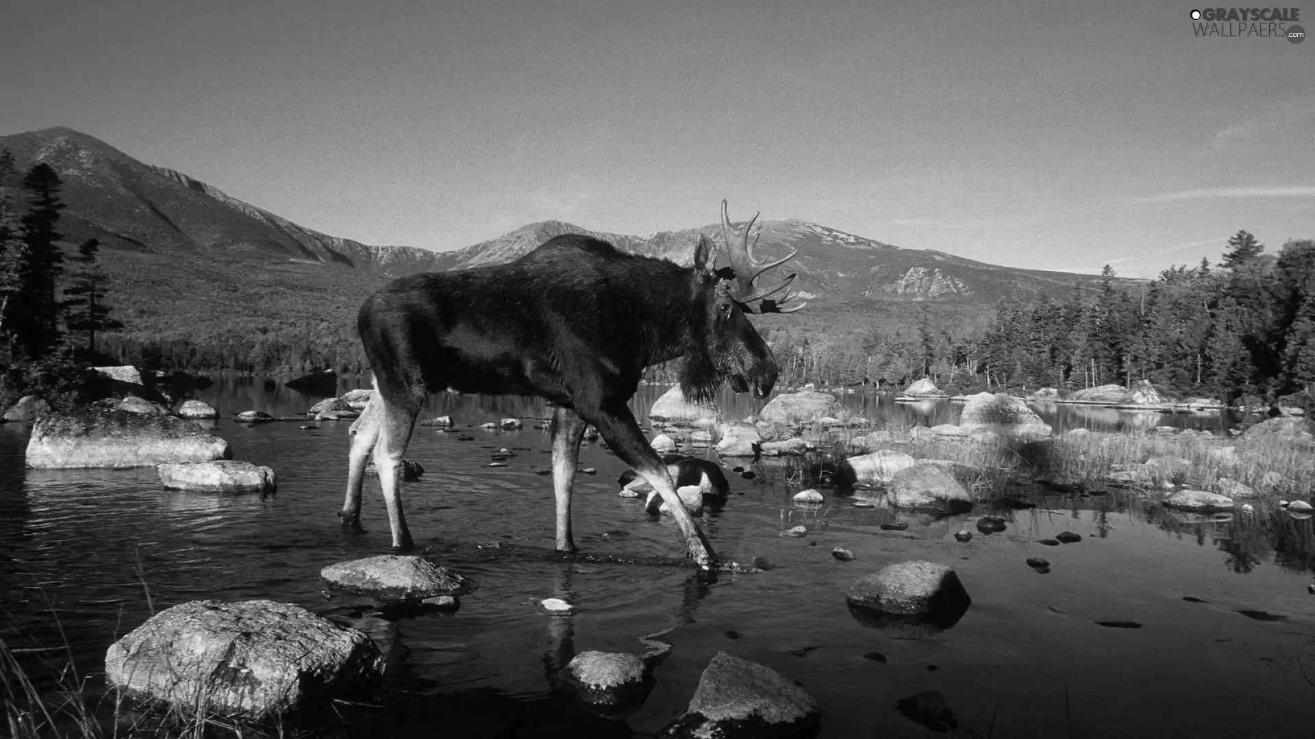 forest, Sky, River, Mountains, moose