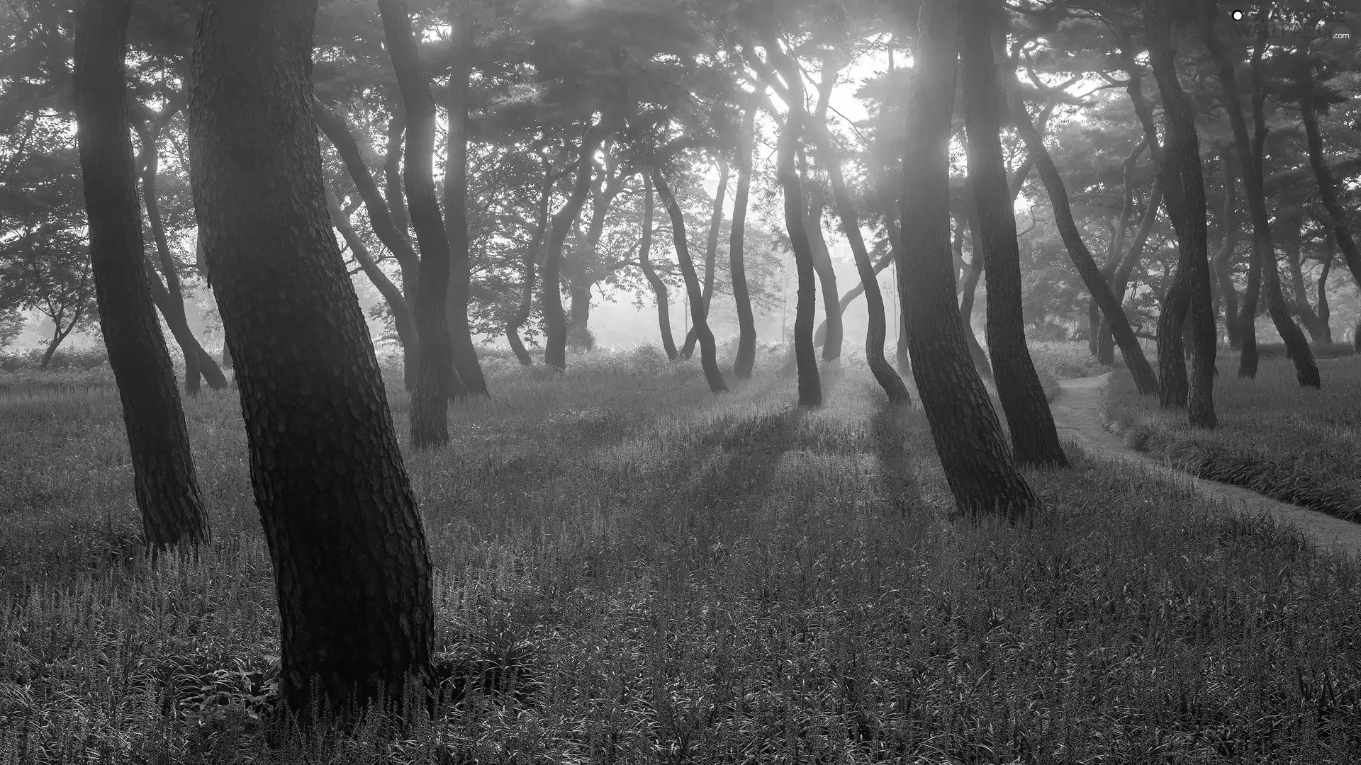 forest, trees, Sunrise, light breaking through sky, Path, viewes