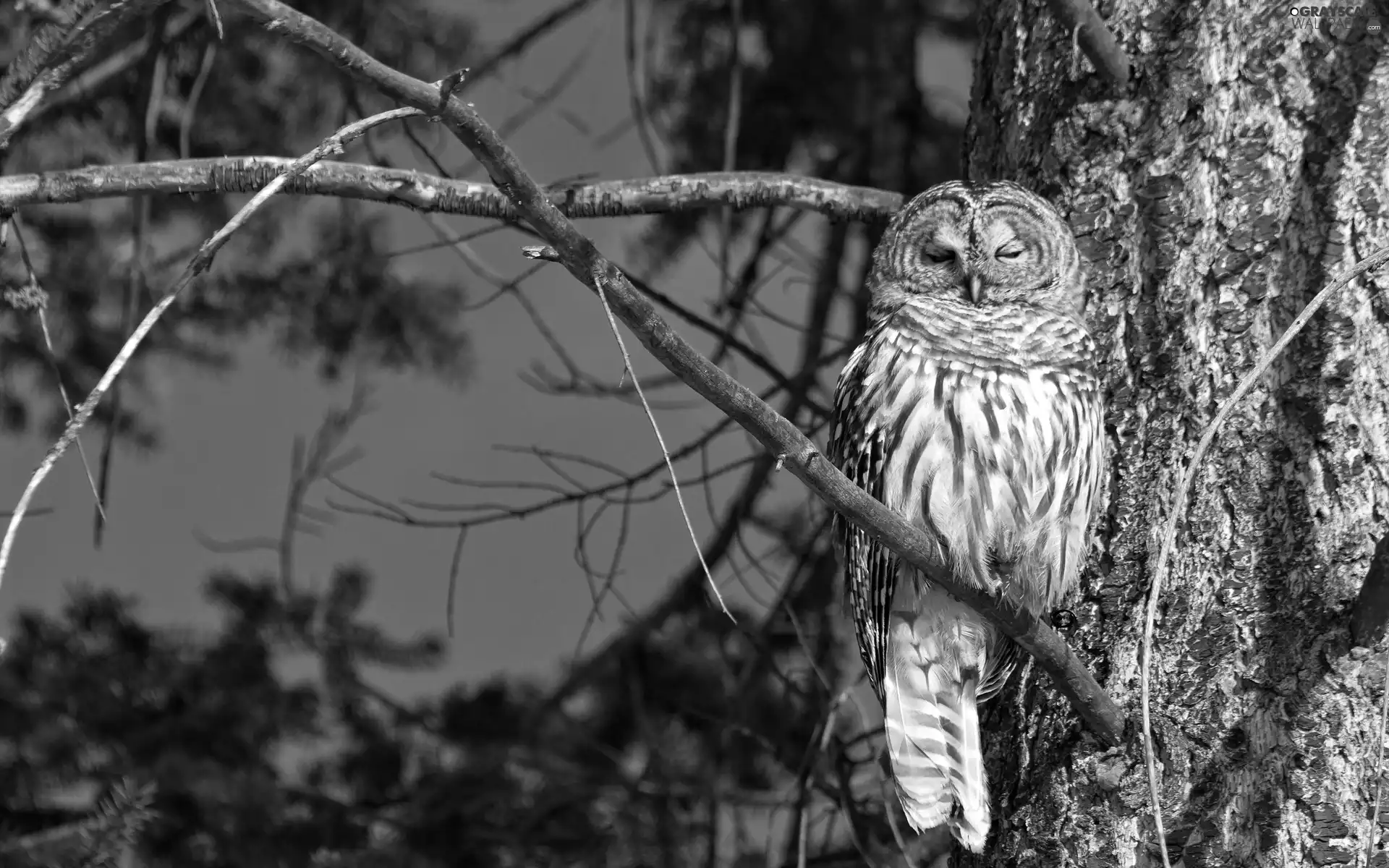 the sleeping, trees, forest, owl