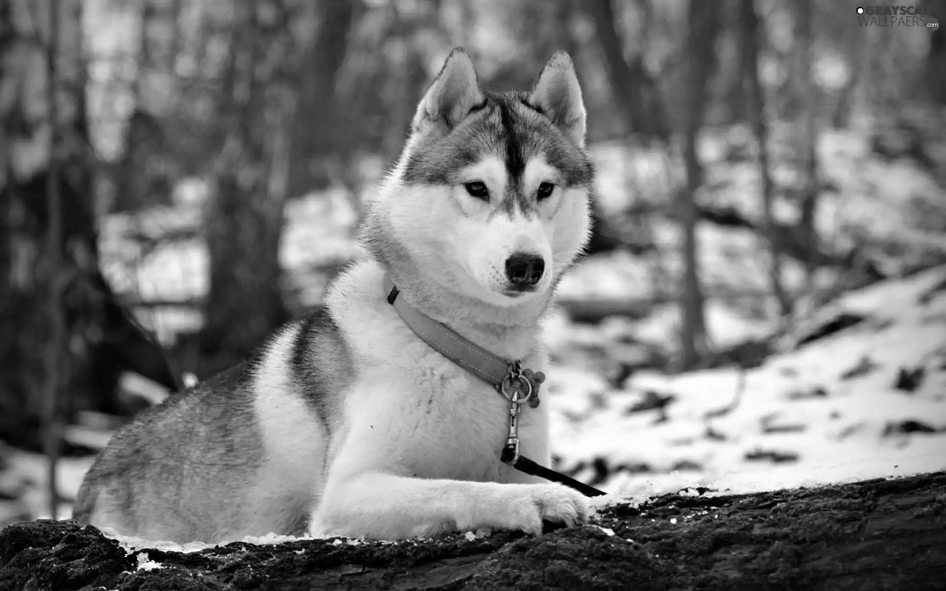 forest, snow, Blue, dog-collar, Husky