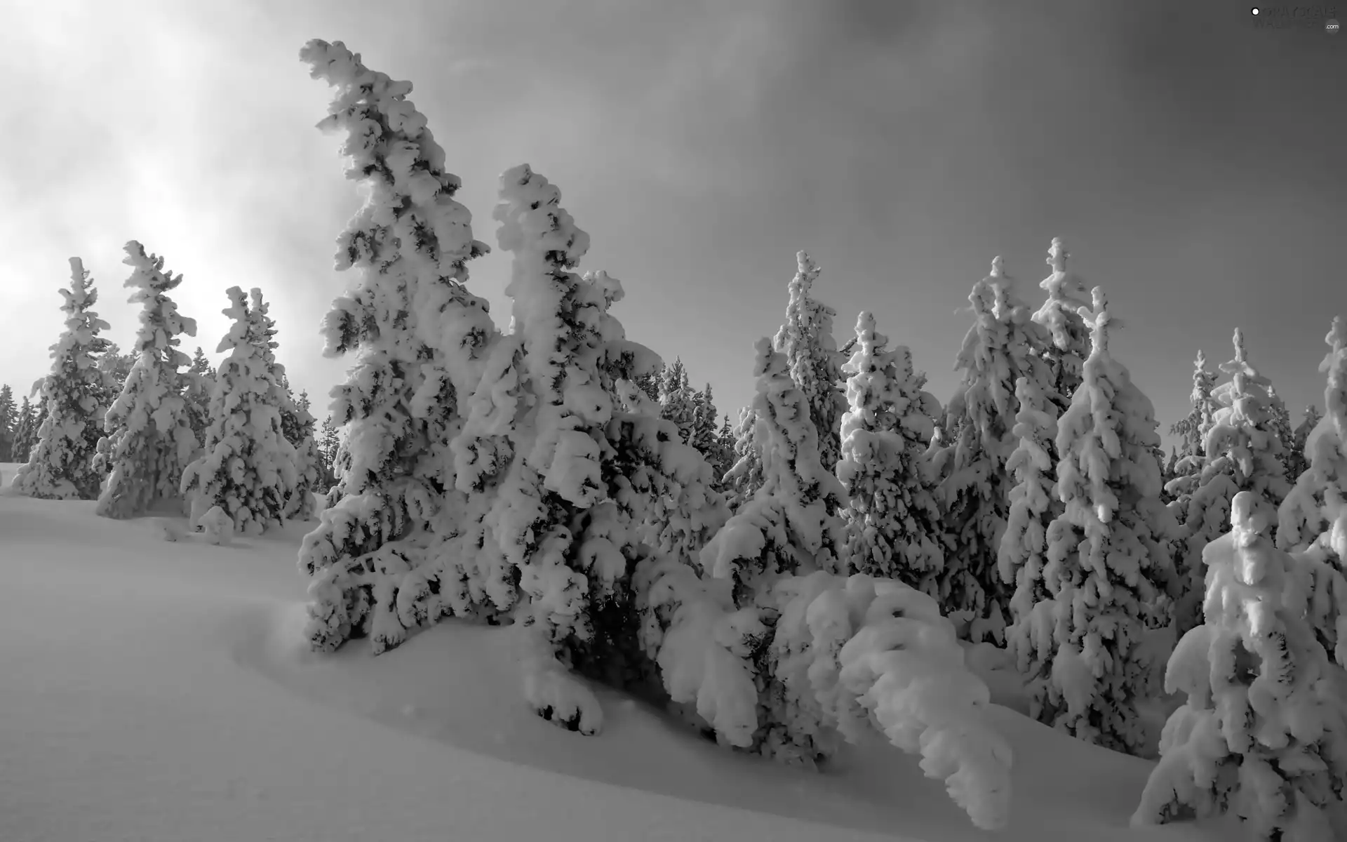 snow, Frost, forest, drifts