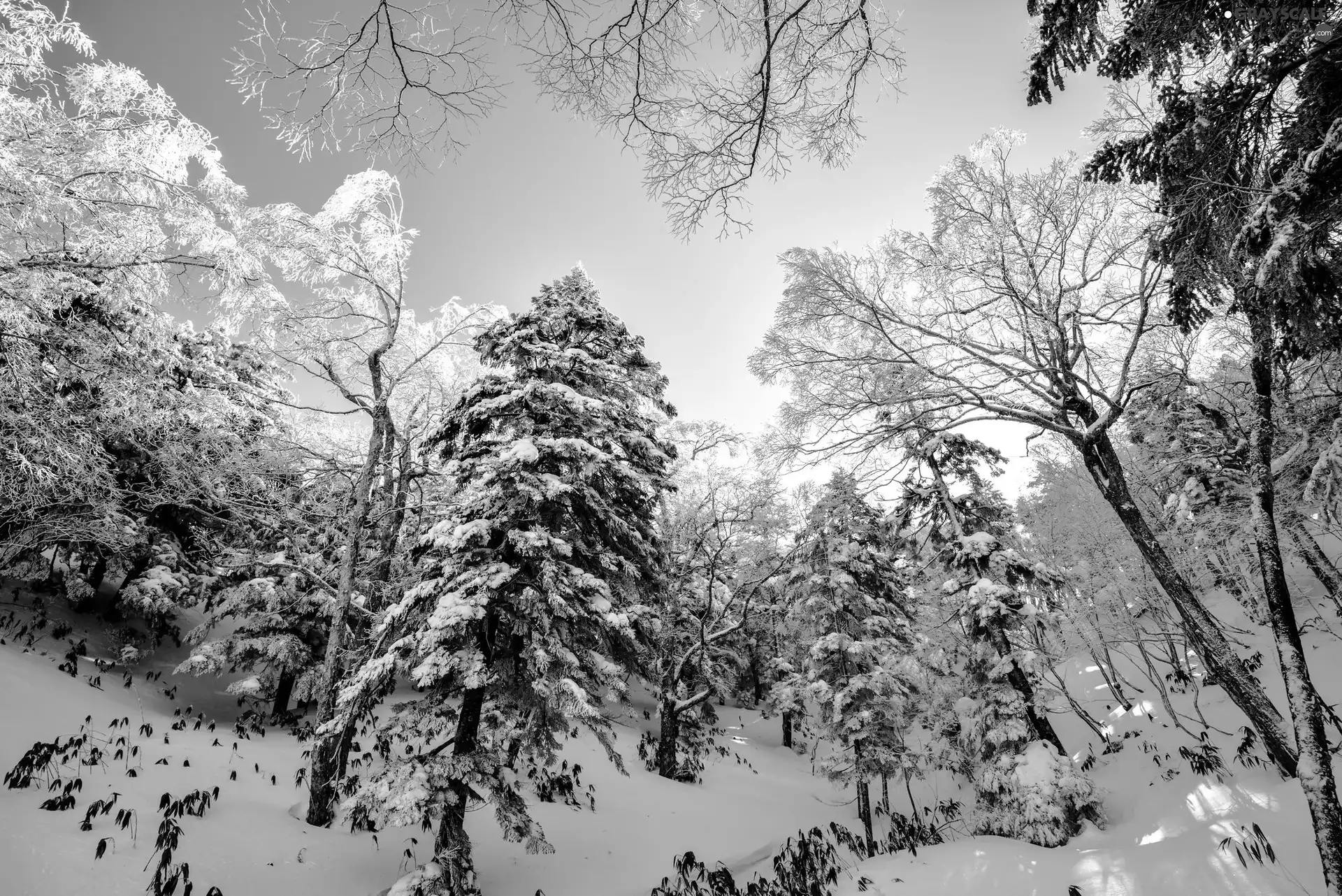 trees, winter, snowy, forest, viewes, snow