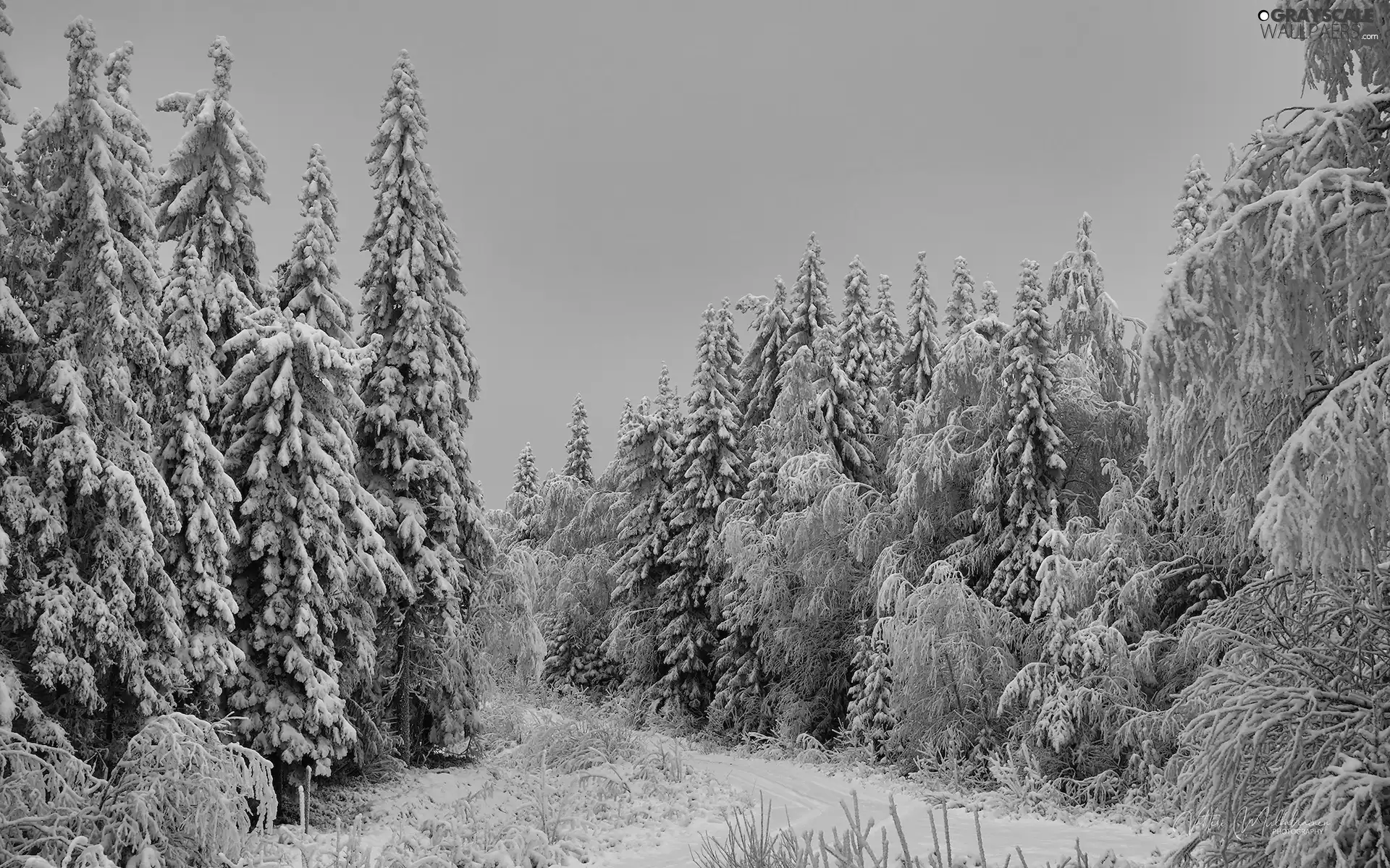 Conifers, forest, snow, Snowy, winter