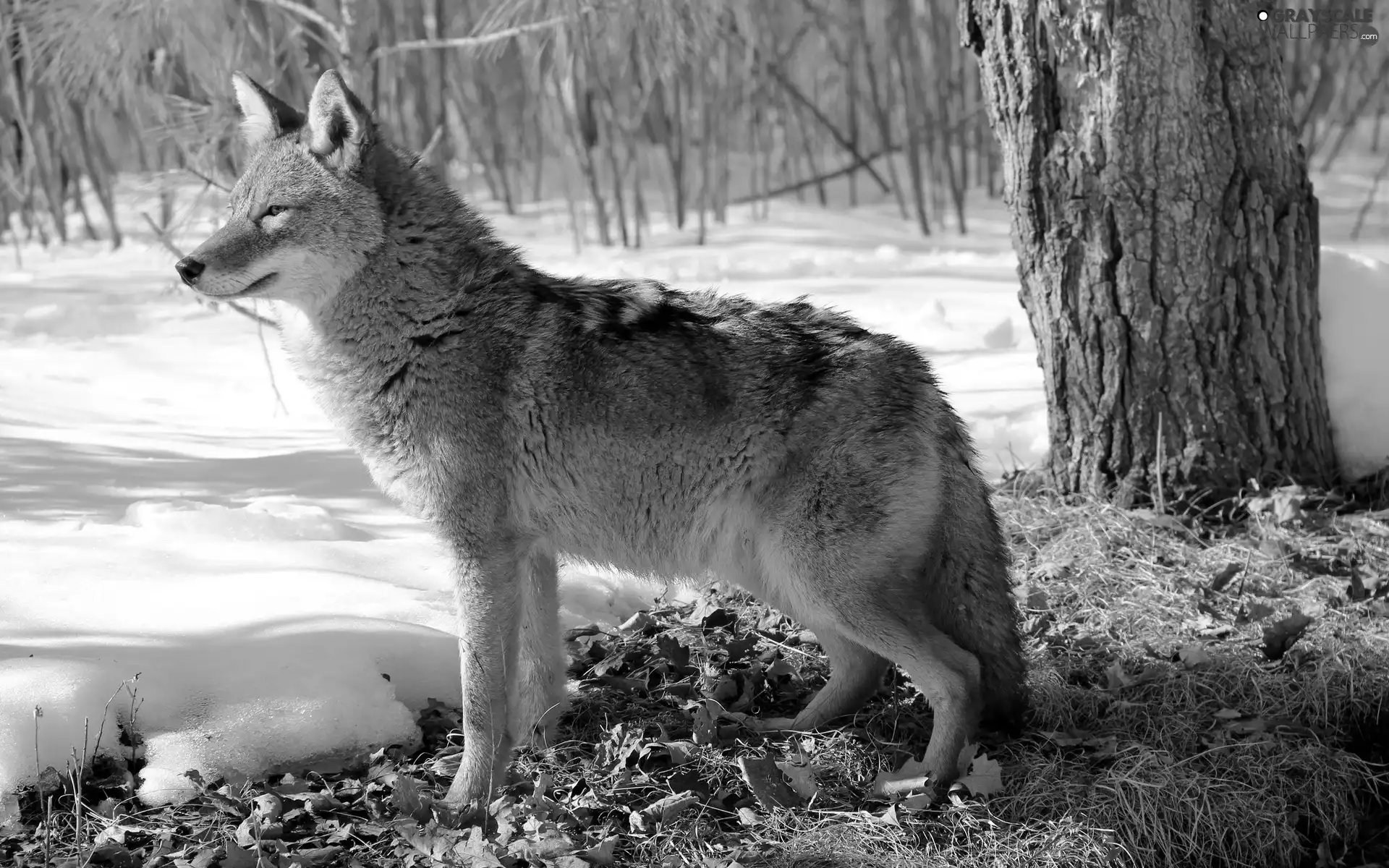 forest, Wolf, snow