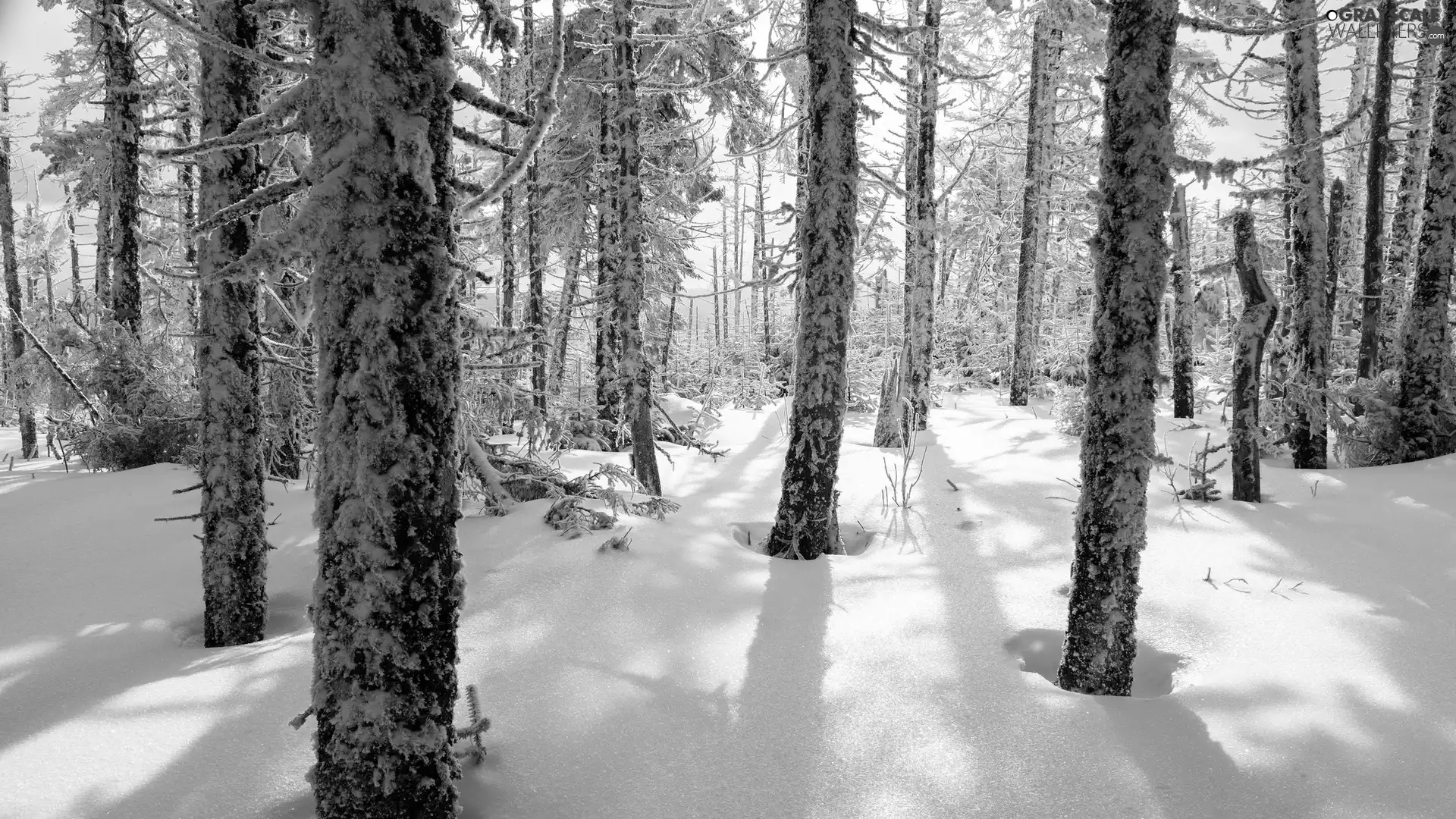 viewes, forest, Snowy, trees, winter