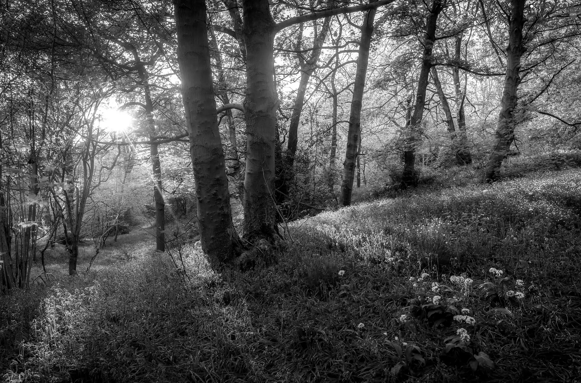 Blue, Flowers, Spring, light breaking through sky, forest