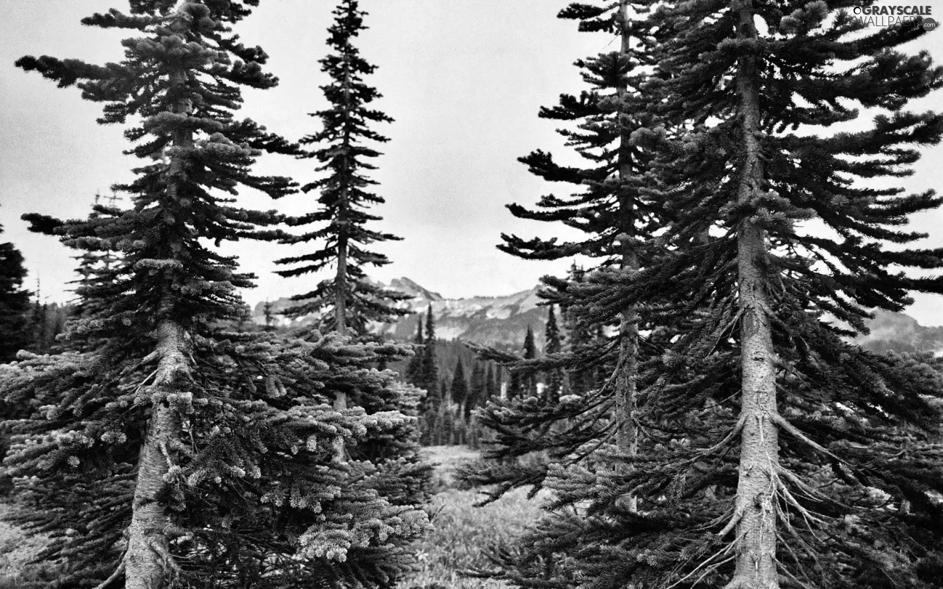 spruce, forest