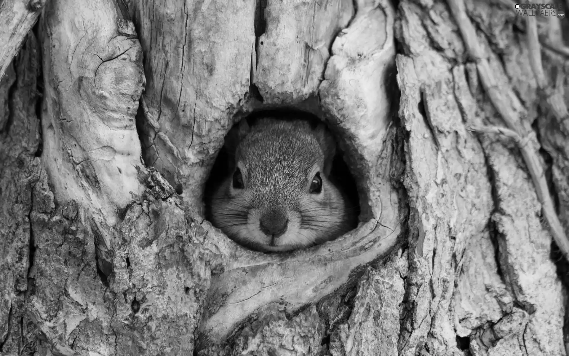 squirrel, trees, forest, hollow