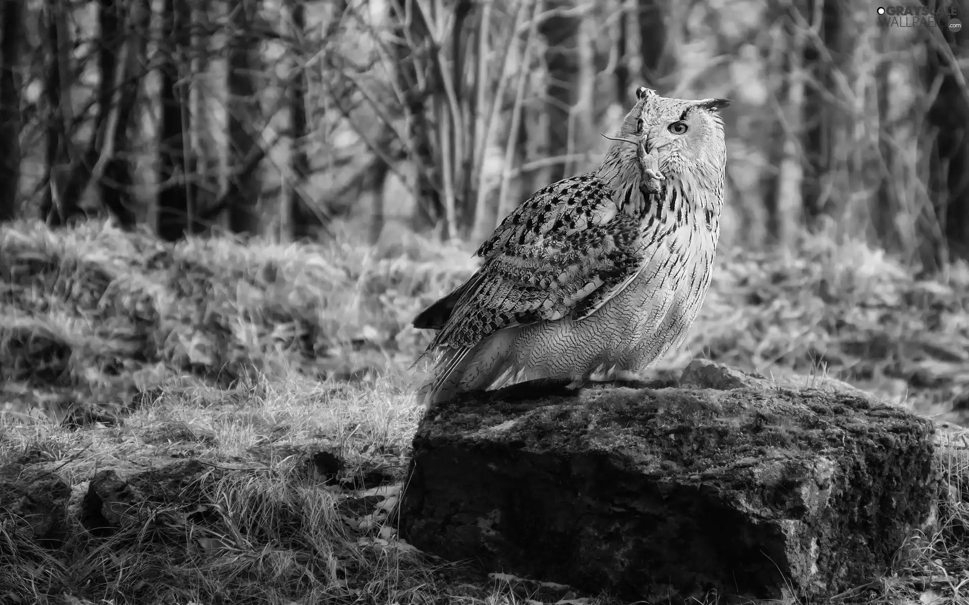forest, Stone, mouse, litter, owl