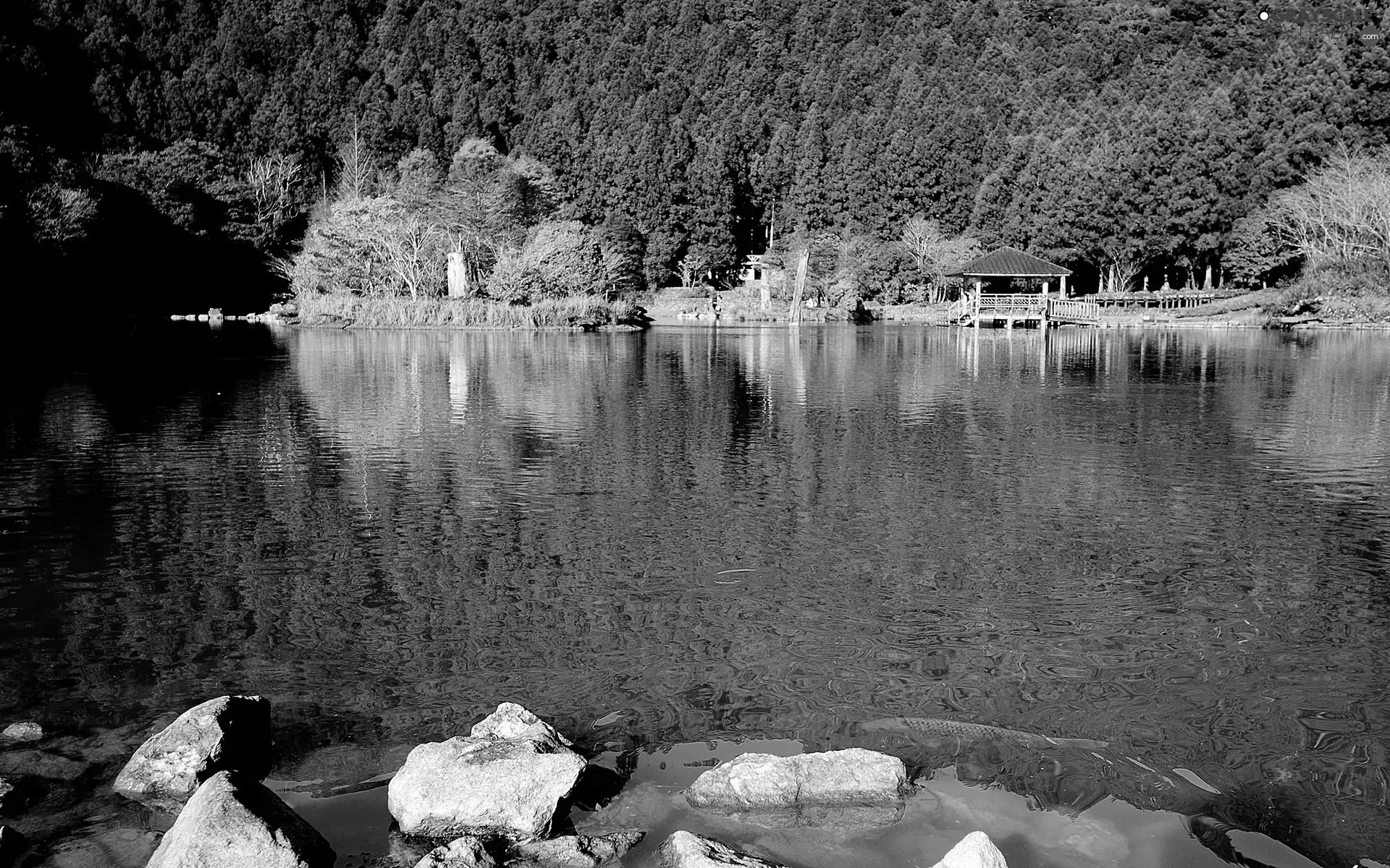forest, lake, Stones