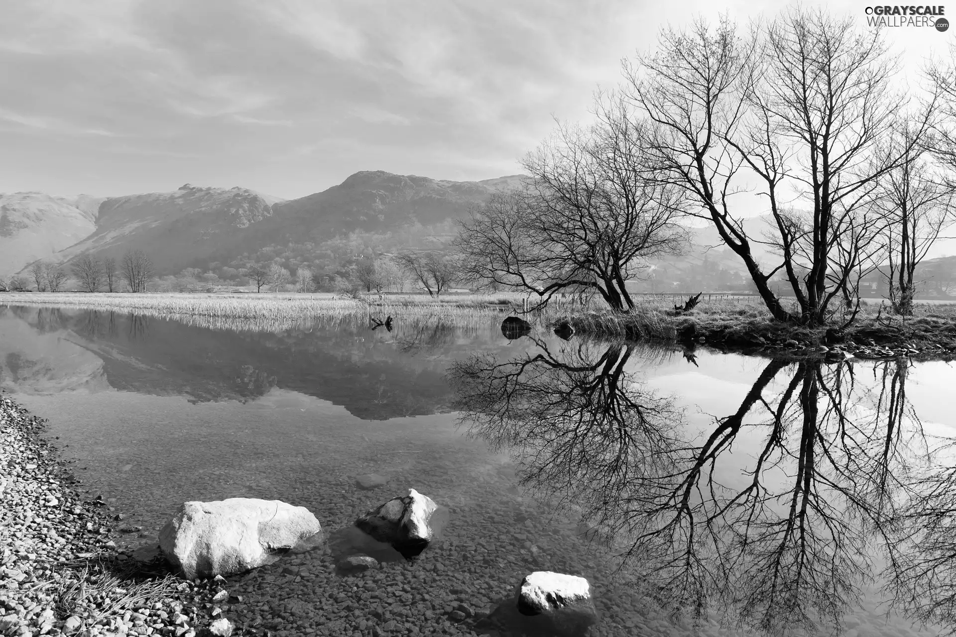 forest, River, Stones