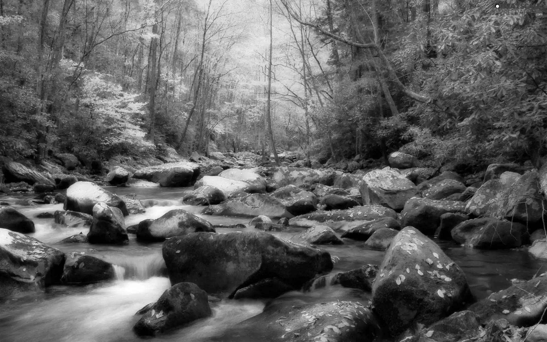 forest, River, Stones