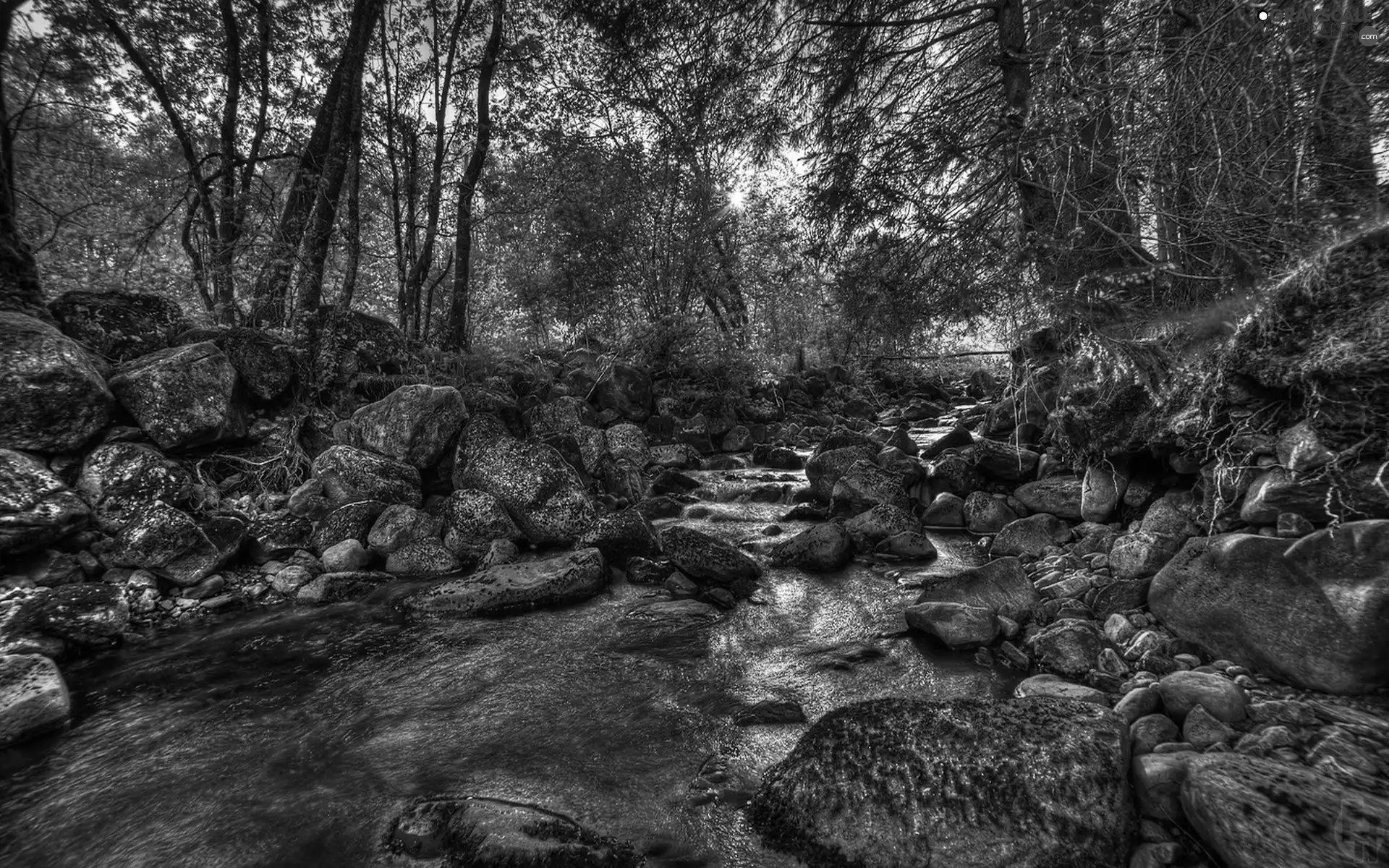 forest, River, Stones