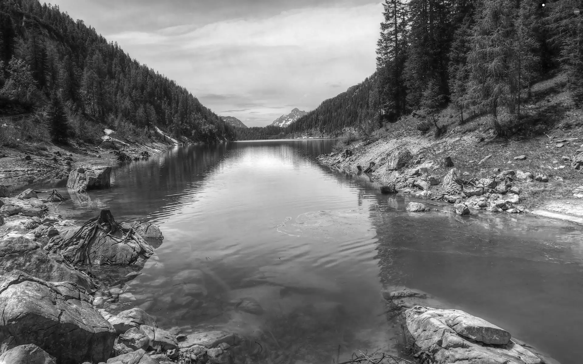 forest, River, Stones