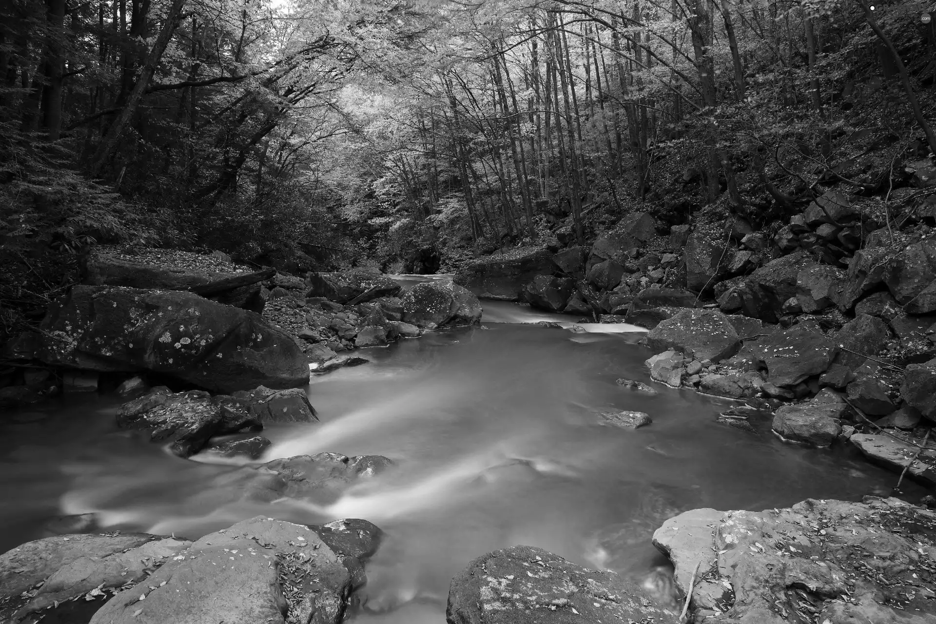 forest, River, Stones