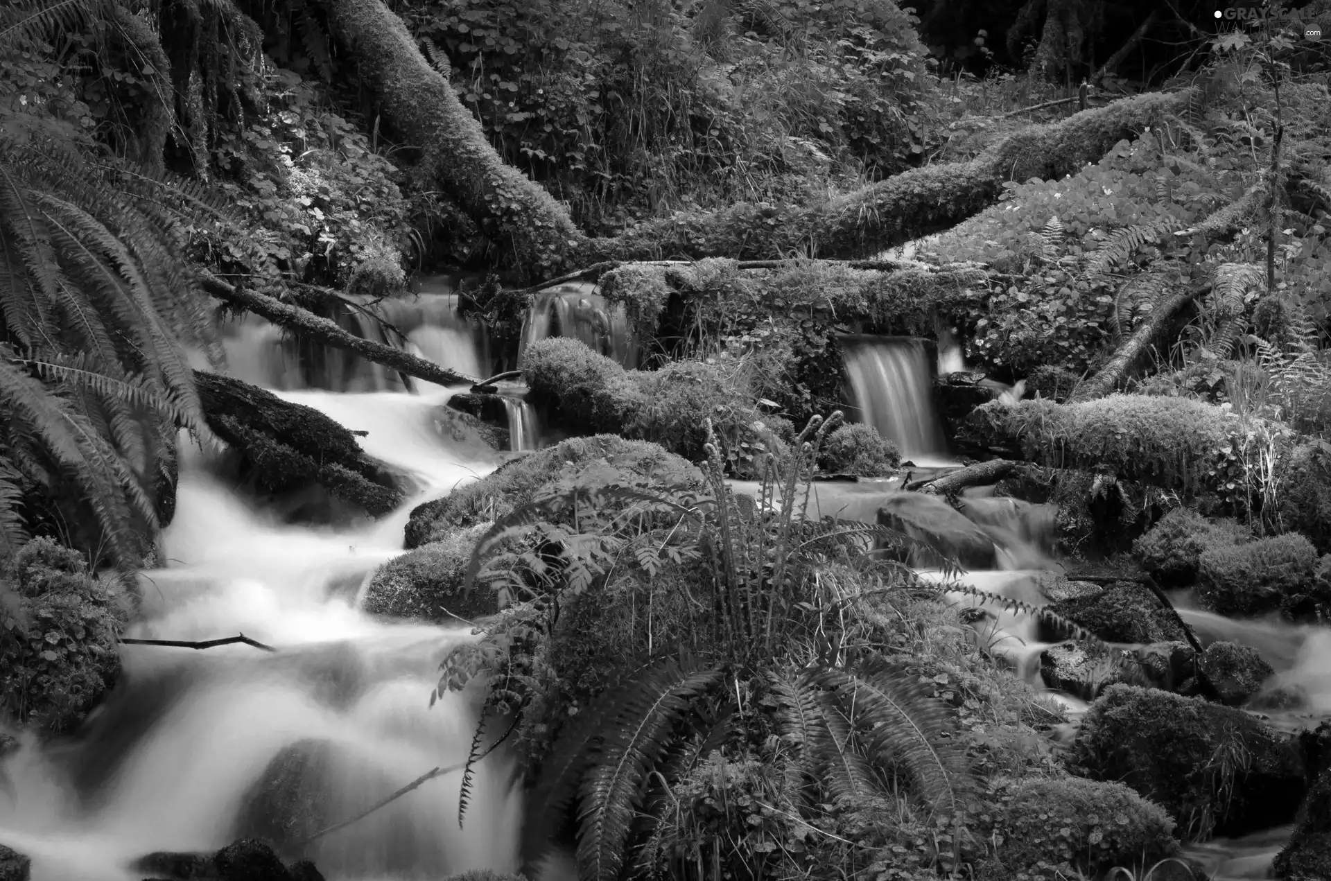 forest, waterfall, Stones