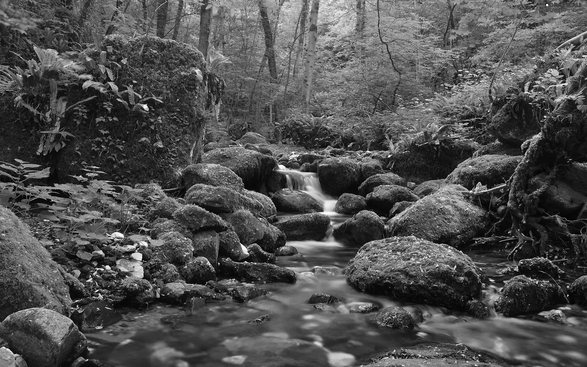 forest, waterfall, Stones