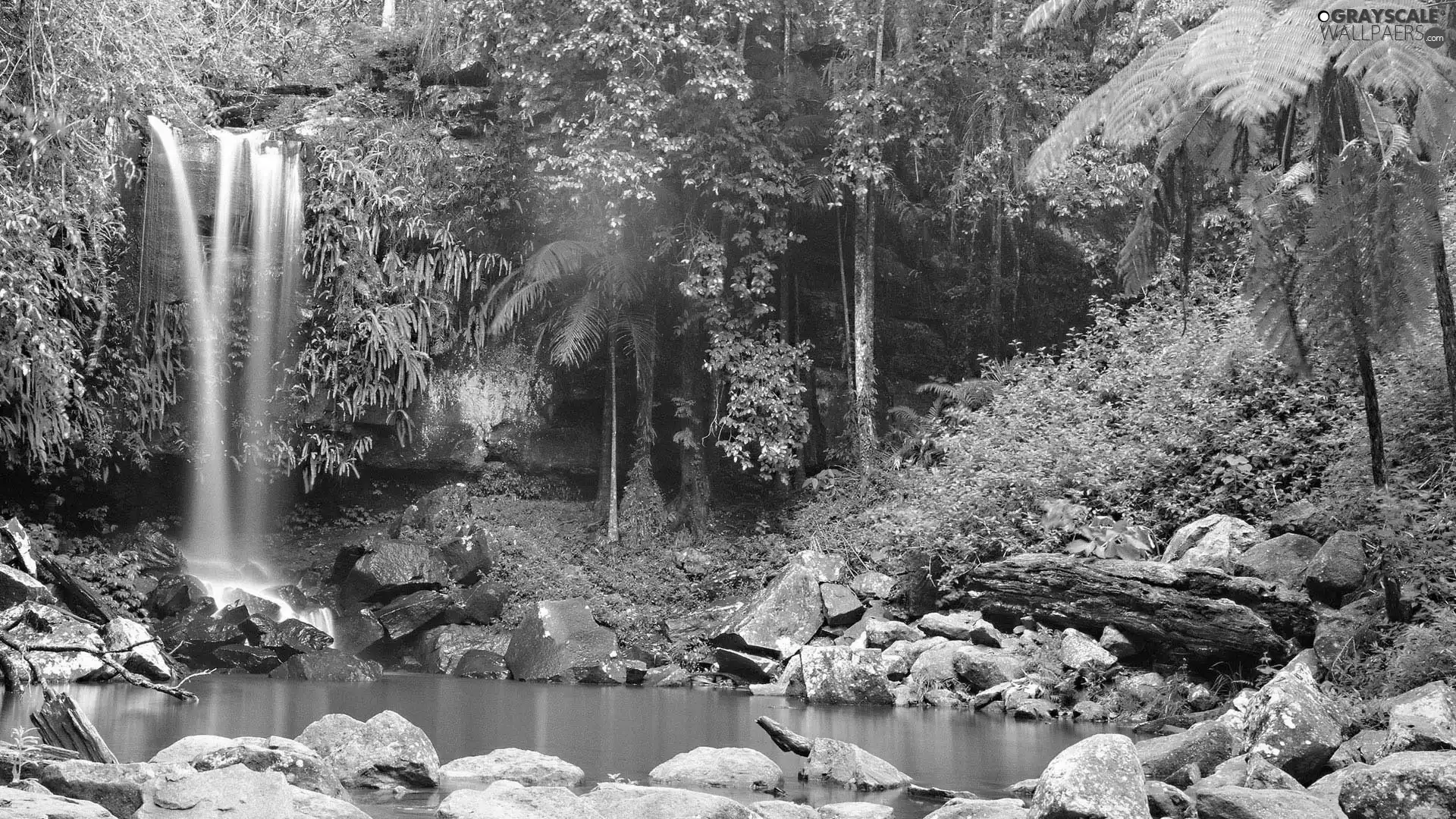 forest, waterfall, Stones