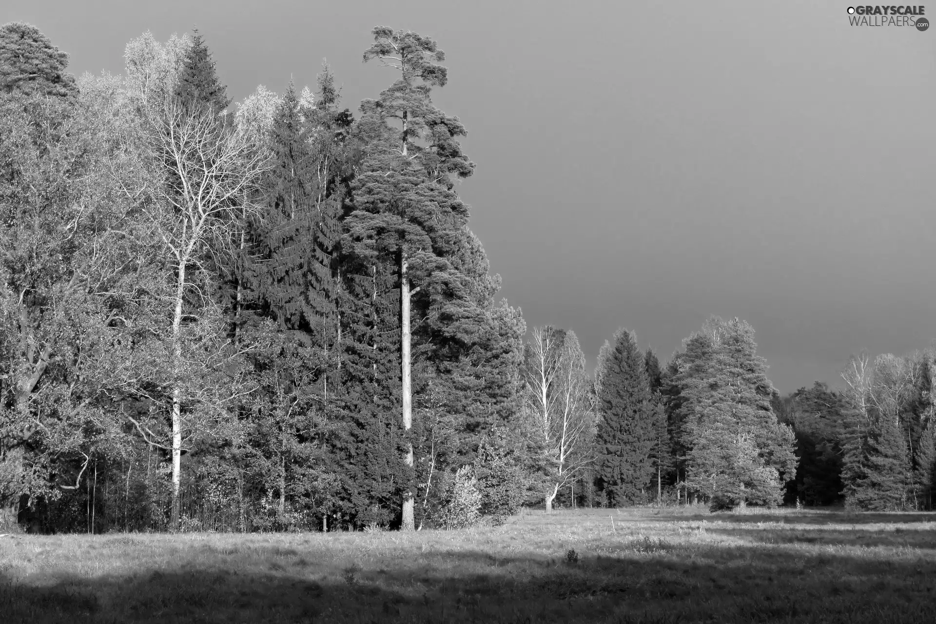 Sky, cloudy, forest, Meadow, luminosity, shadow, sun, flash, ligh