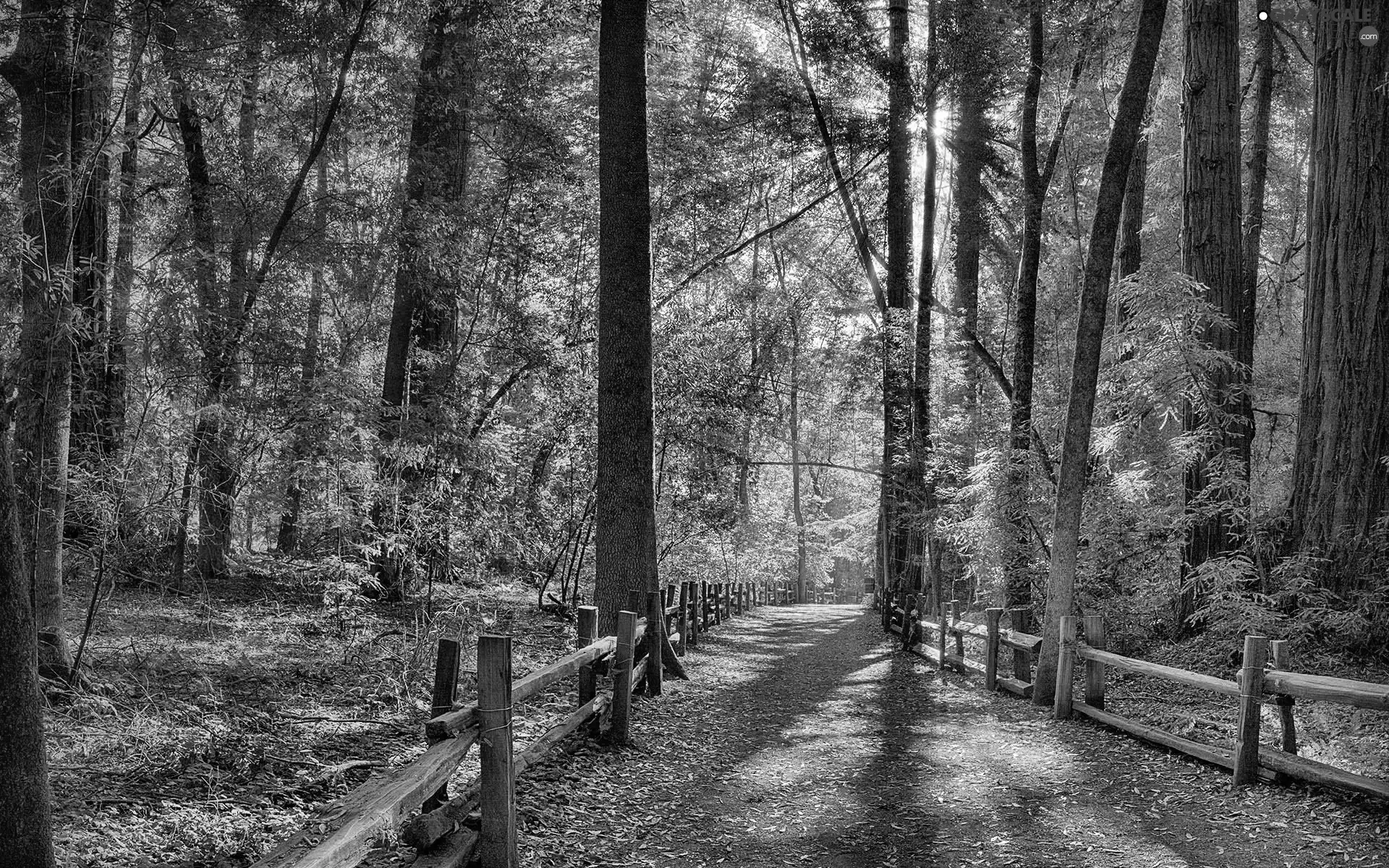 rays of the Sun, Way, forest