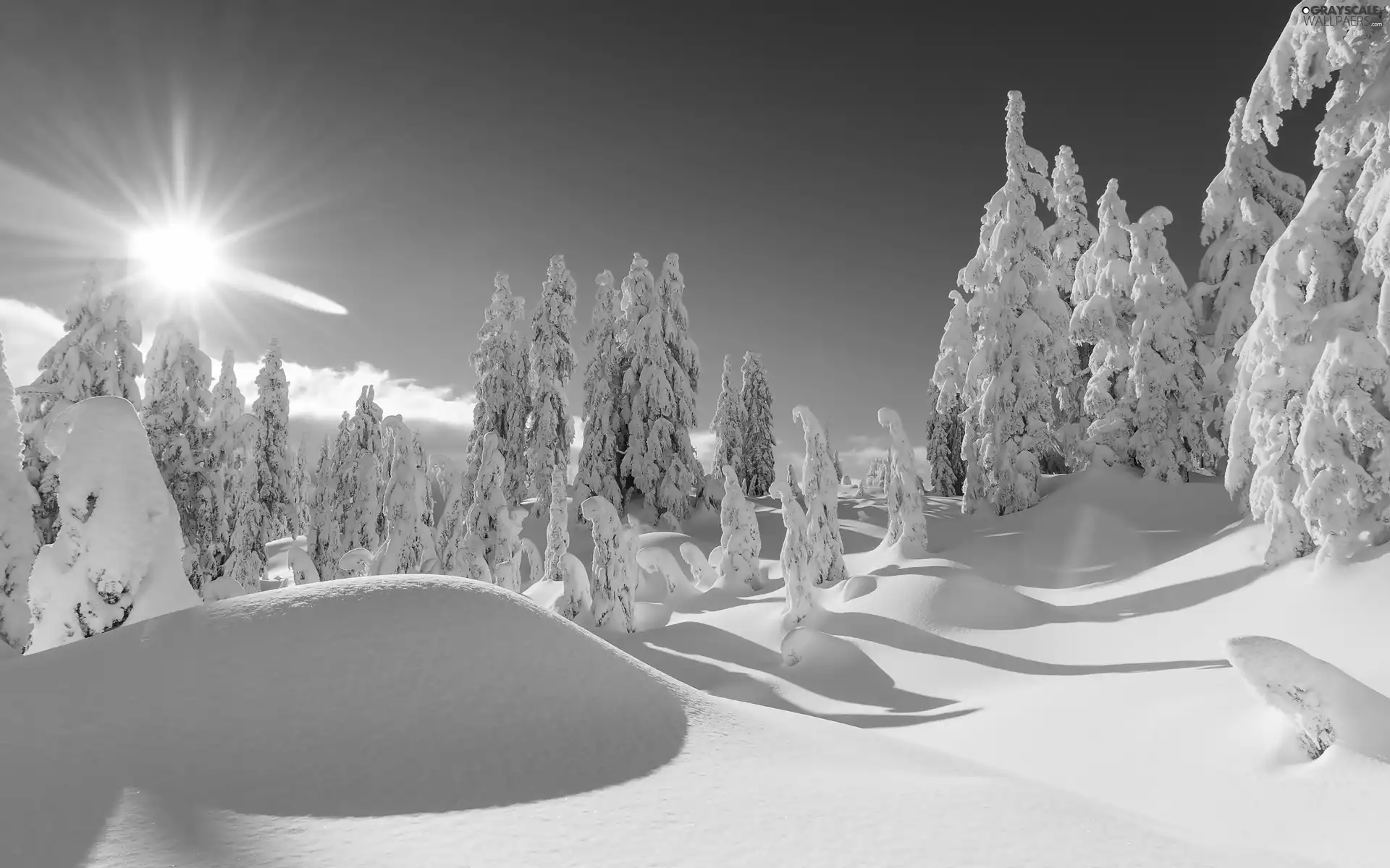 rays of the Sun, winter, forest