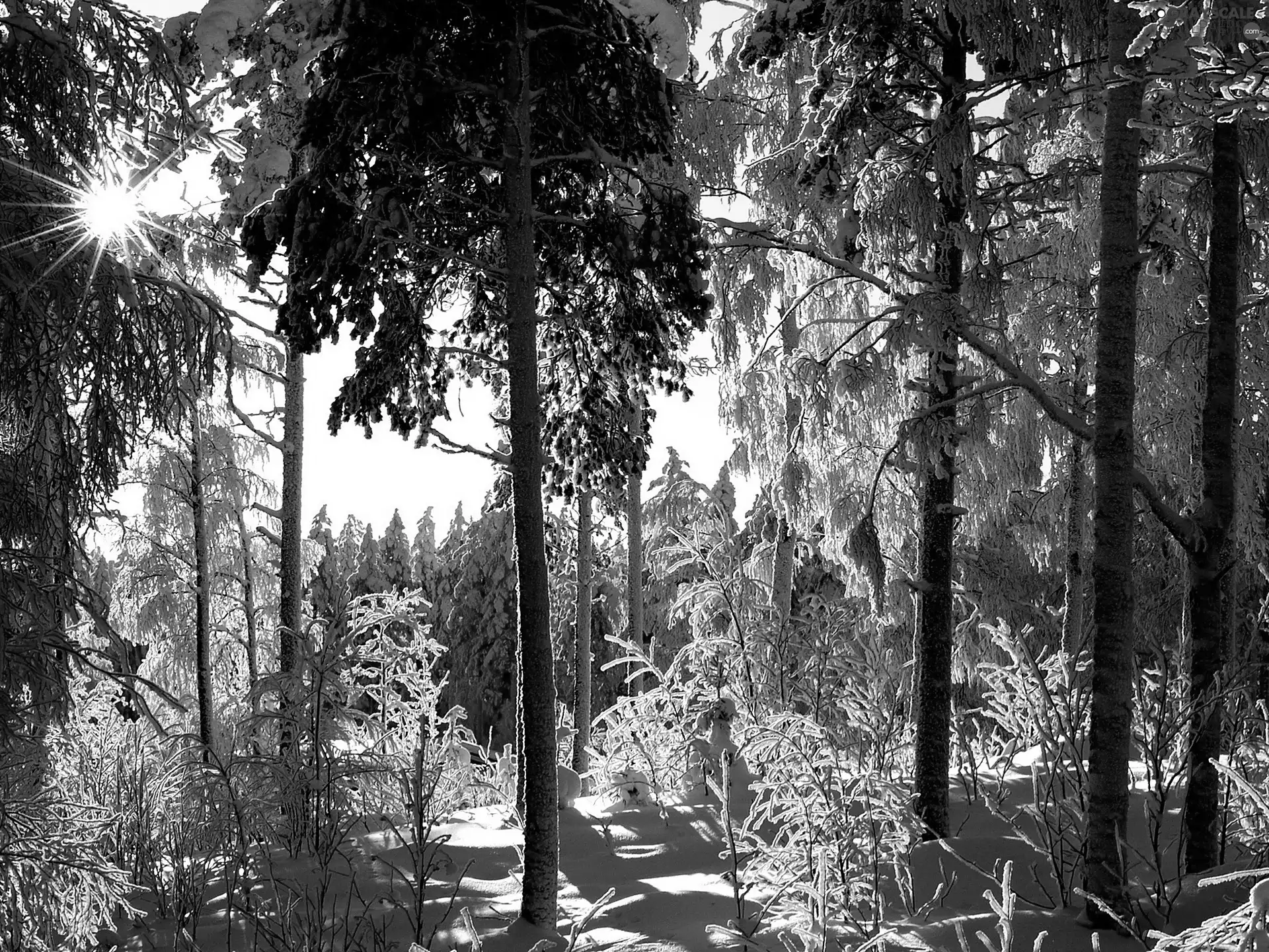 rays of the Sun, winter, forest