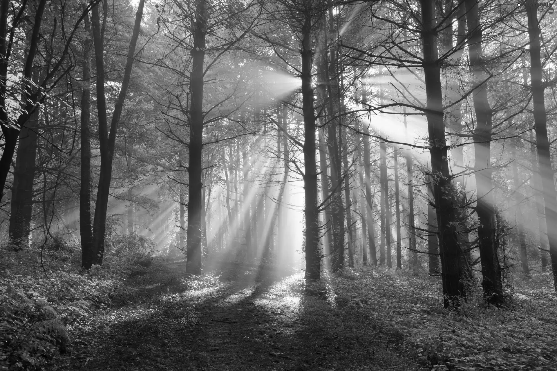 forest, rays, sun