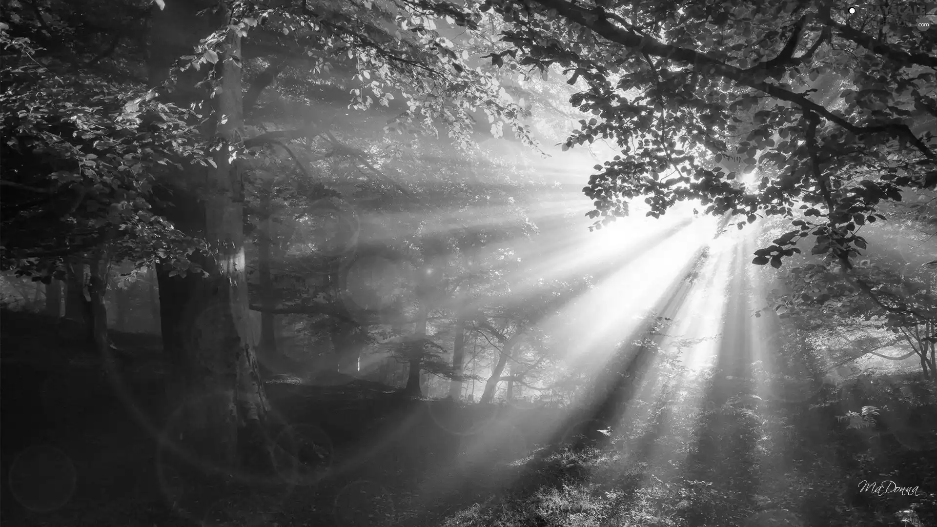 forest, rays, sun