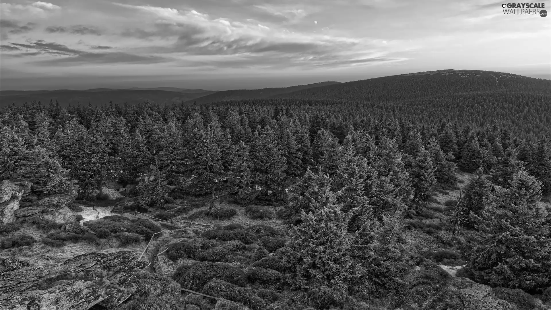 viewes, forest, Sunrise, trees, Mountains
