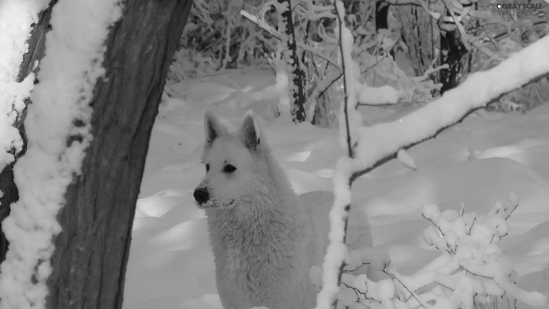 winter, White Swiss Shepherd, forest