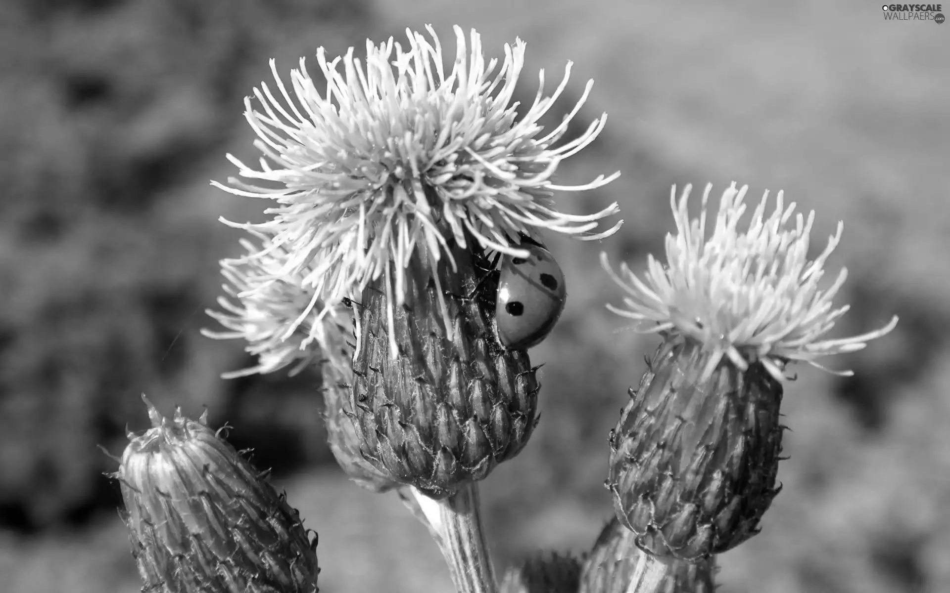 forest, ladybird, teasel
