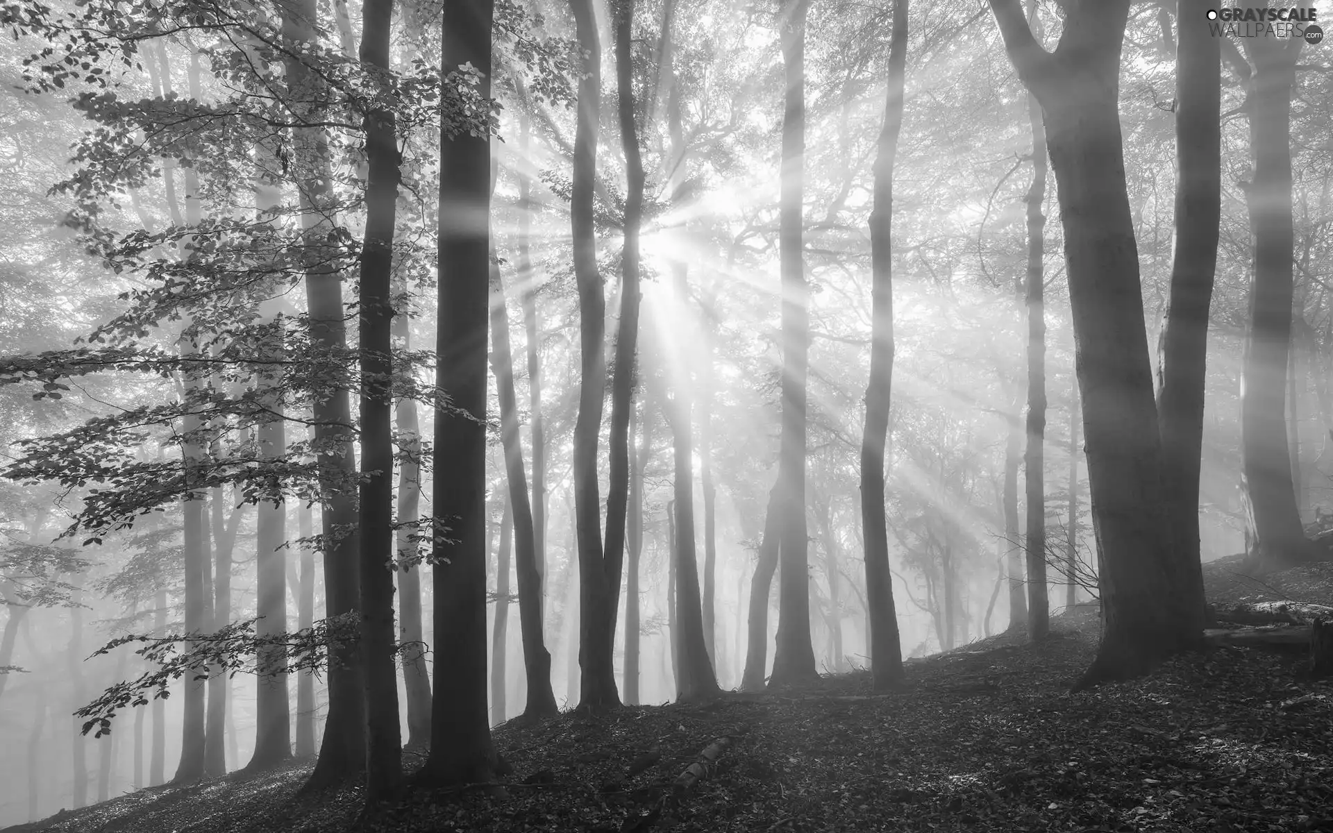 trees, sun, luminosity, forest, sunny, ligh, flash, light breaking through sky, viewes, autumn
