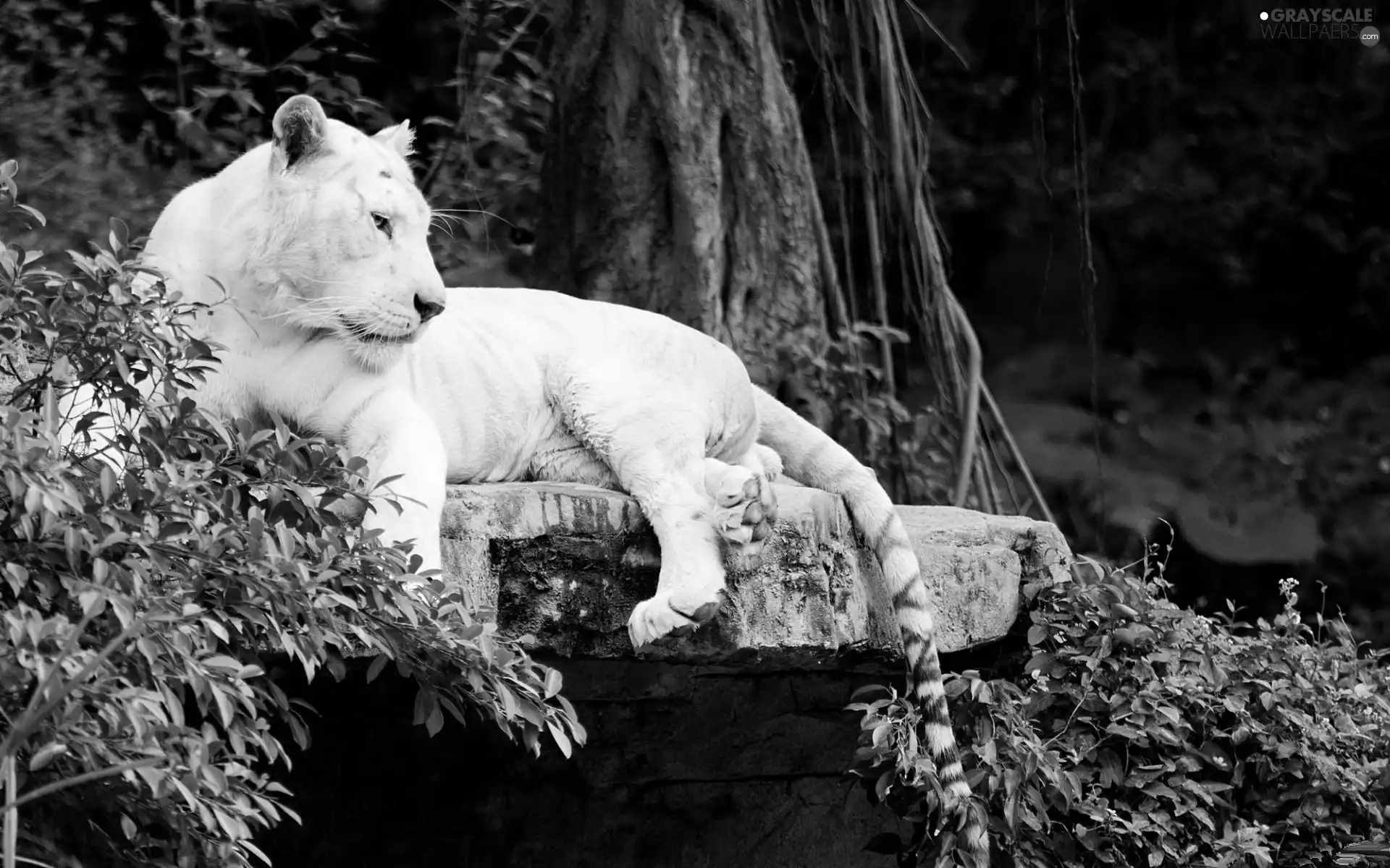 forest, White, tiger