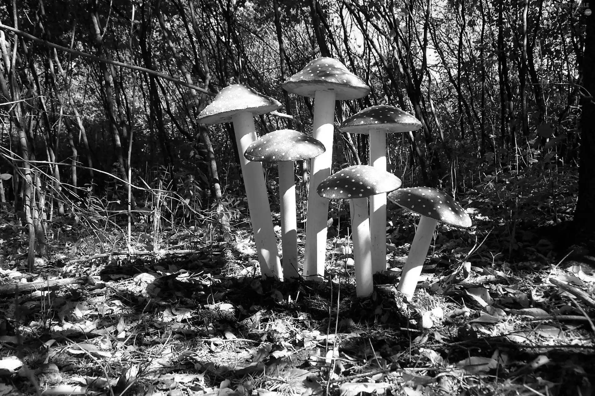 toadstools, forest