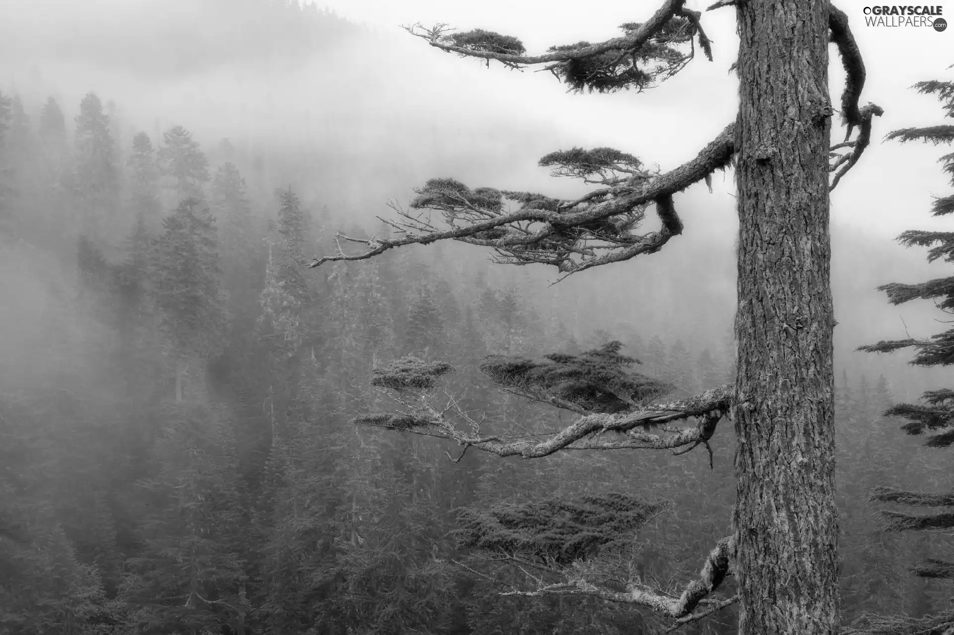 trees, branches, forest, Fog