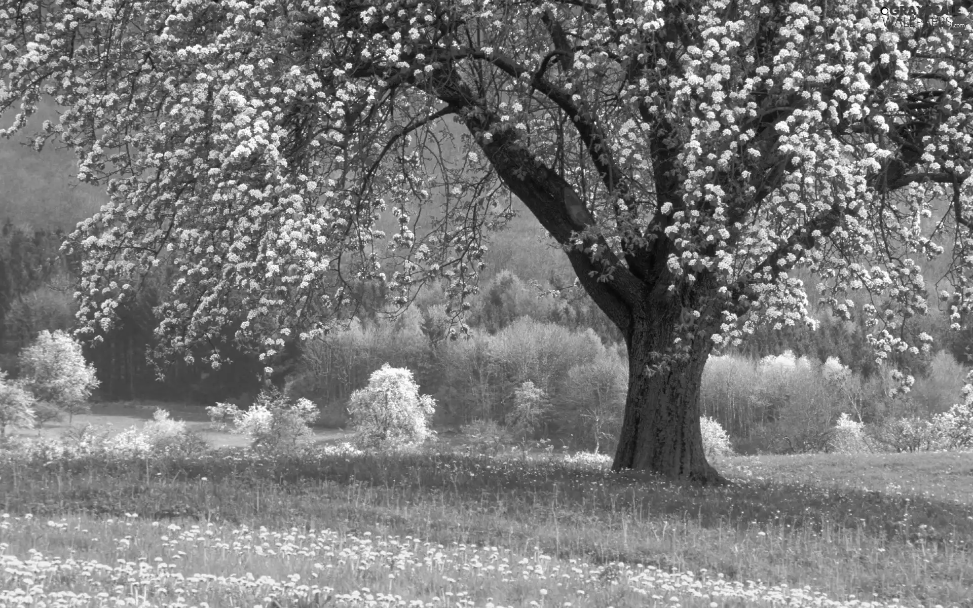 trees, Colourfull Flowers, forest, Meadow