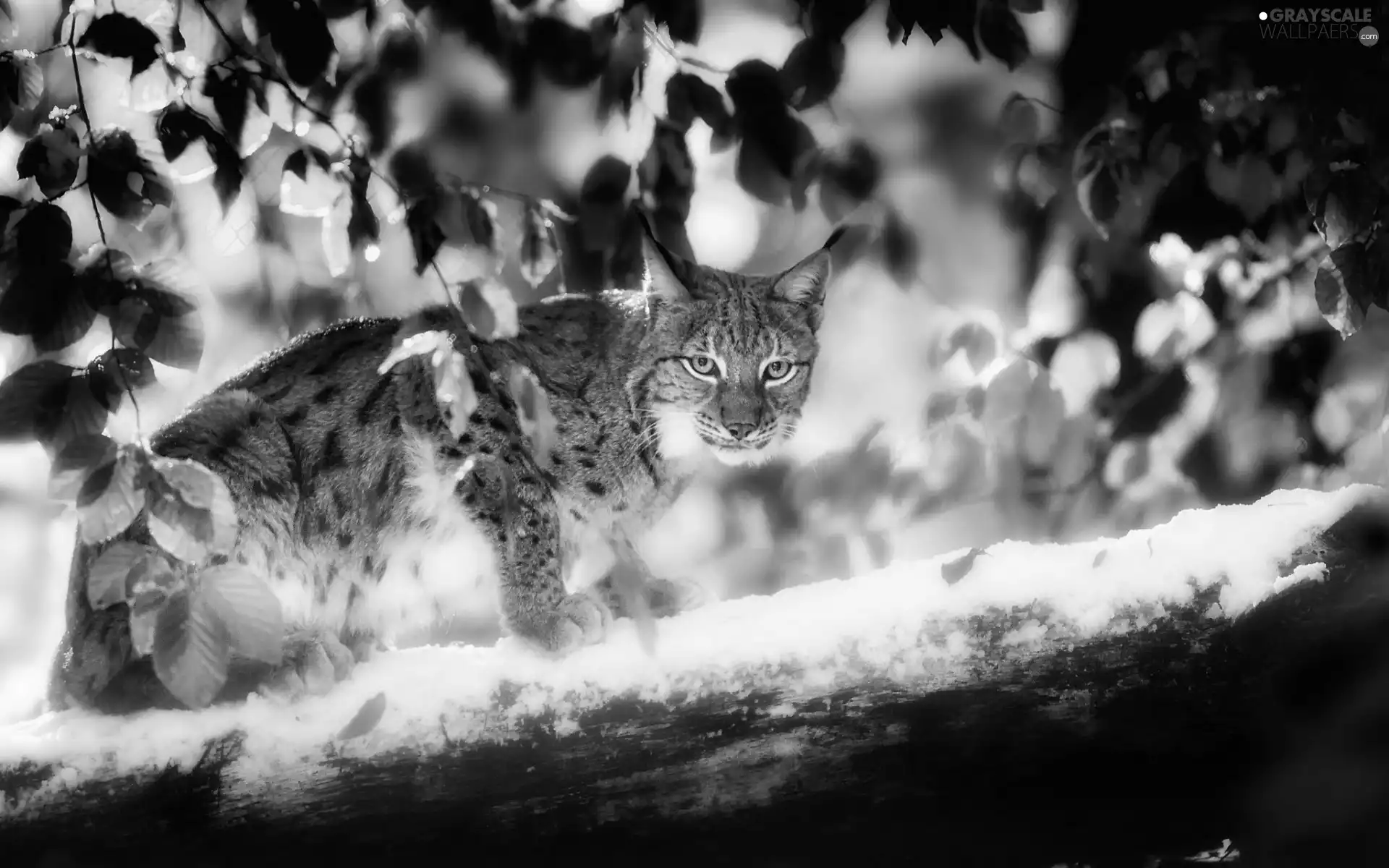 forest, Lynx, trees