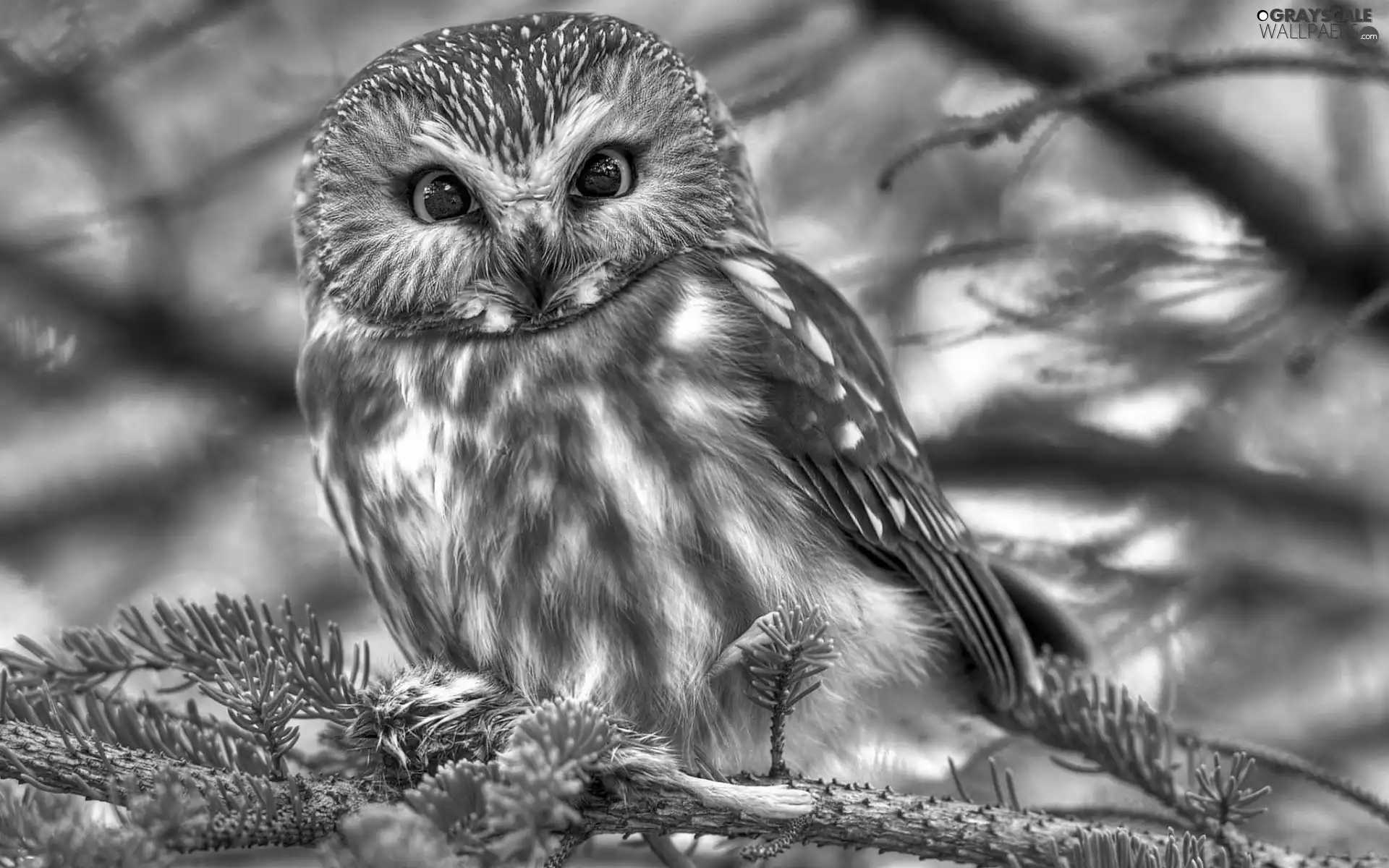 forest, owl, trees