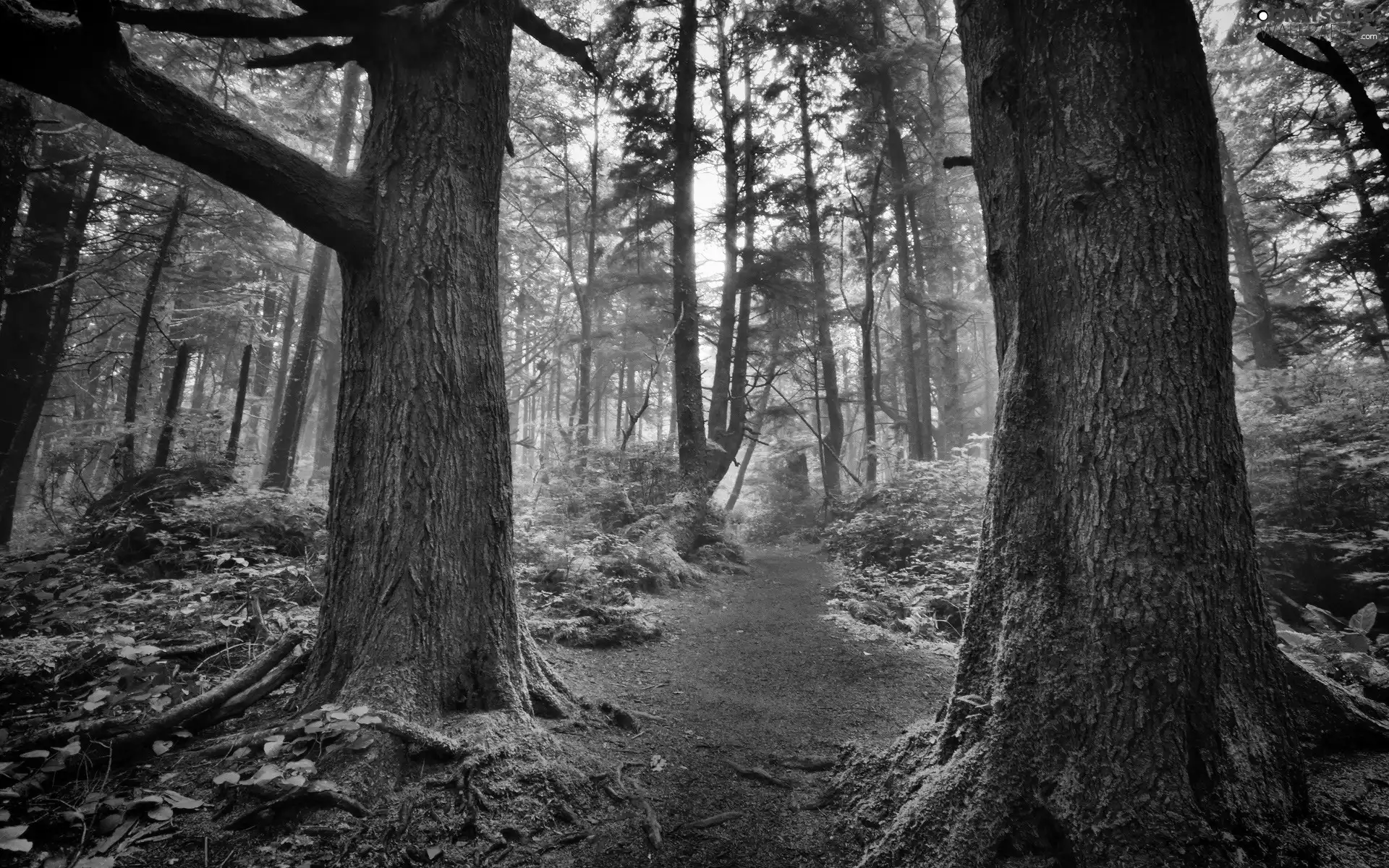 trees, Path, forest, viewes