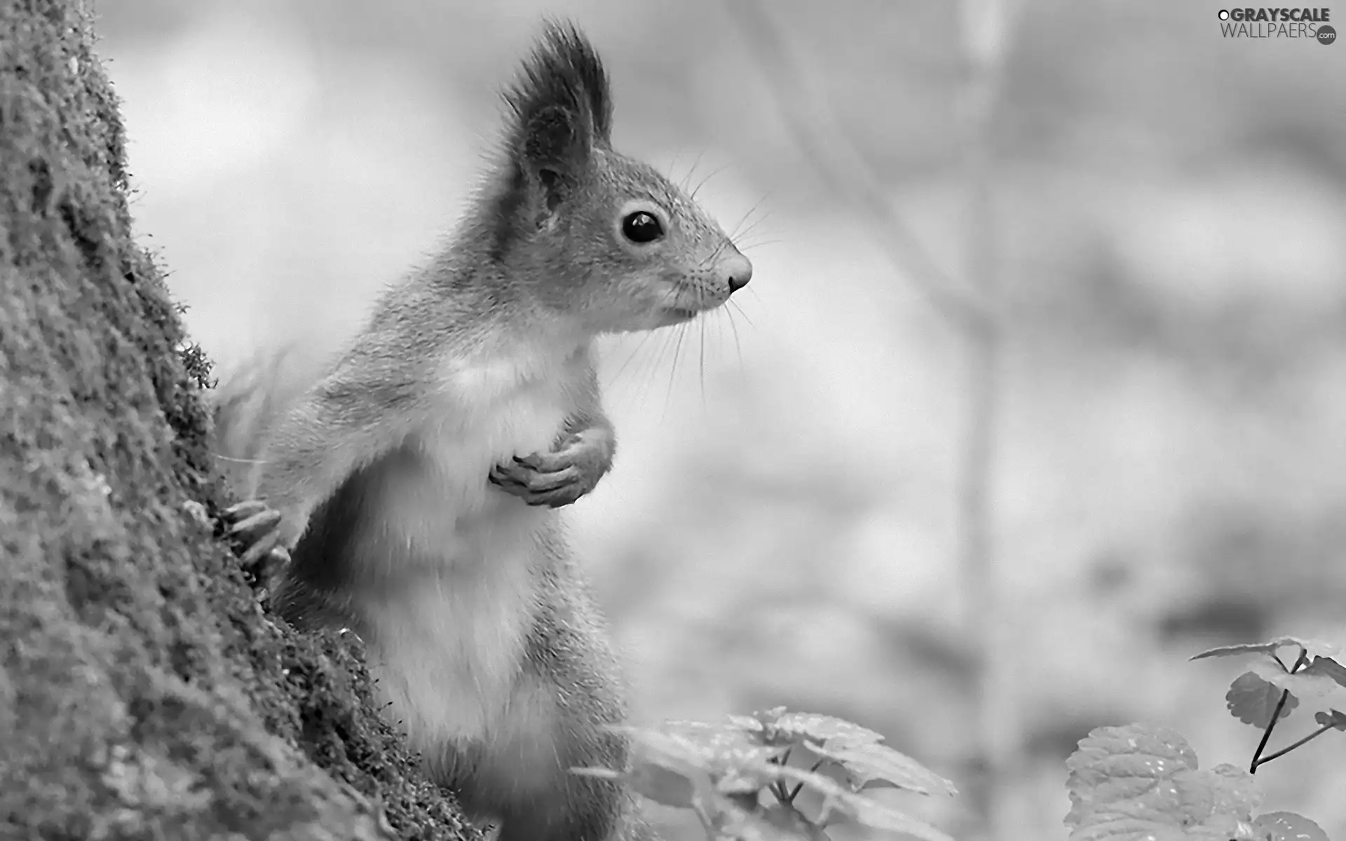 forest, squirrel, trees